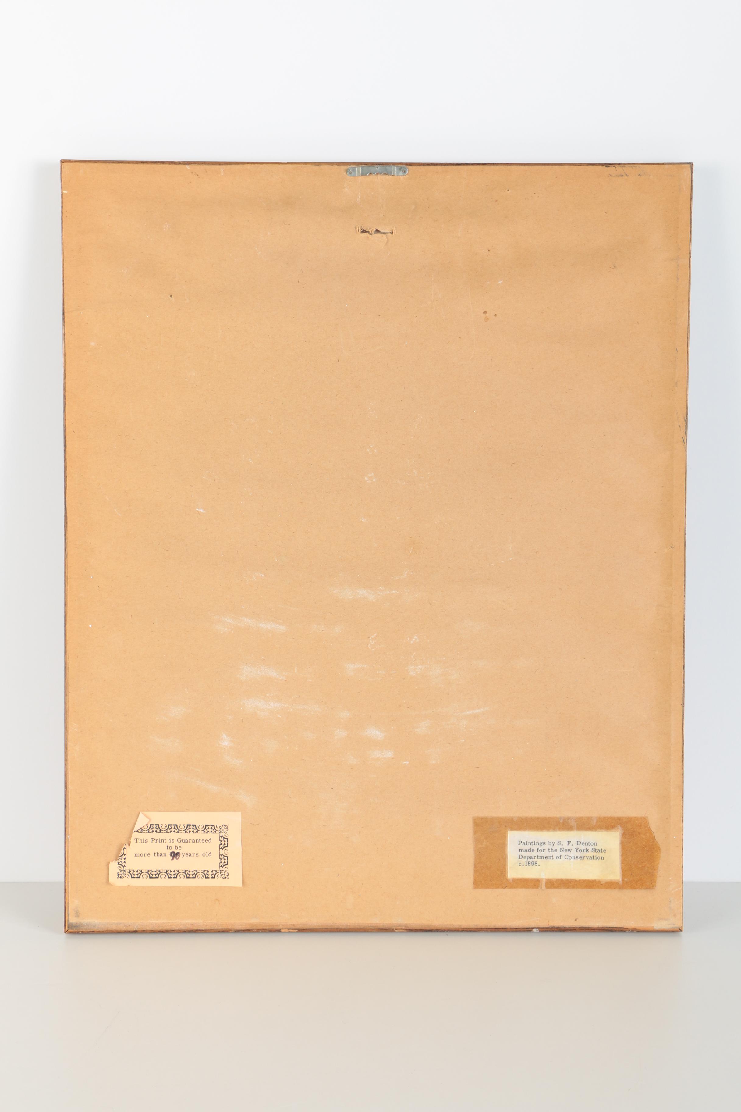 Pair of Sherman Foote Denton Framed Chromolithographs of a Male and Female Lobster