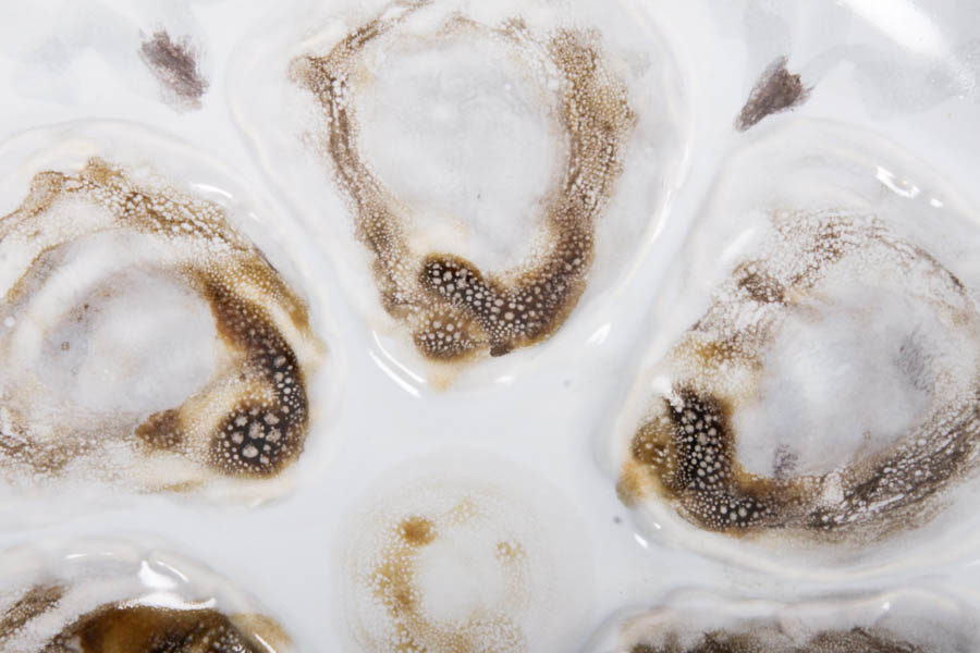 Majolica Oyster Plates