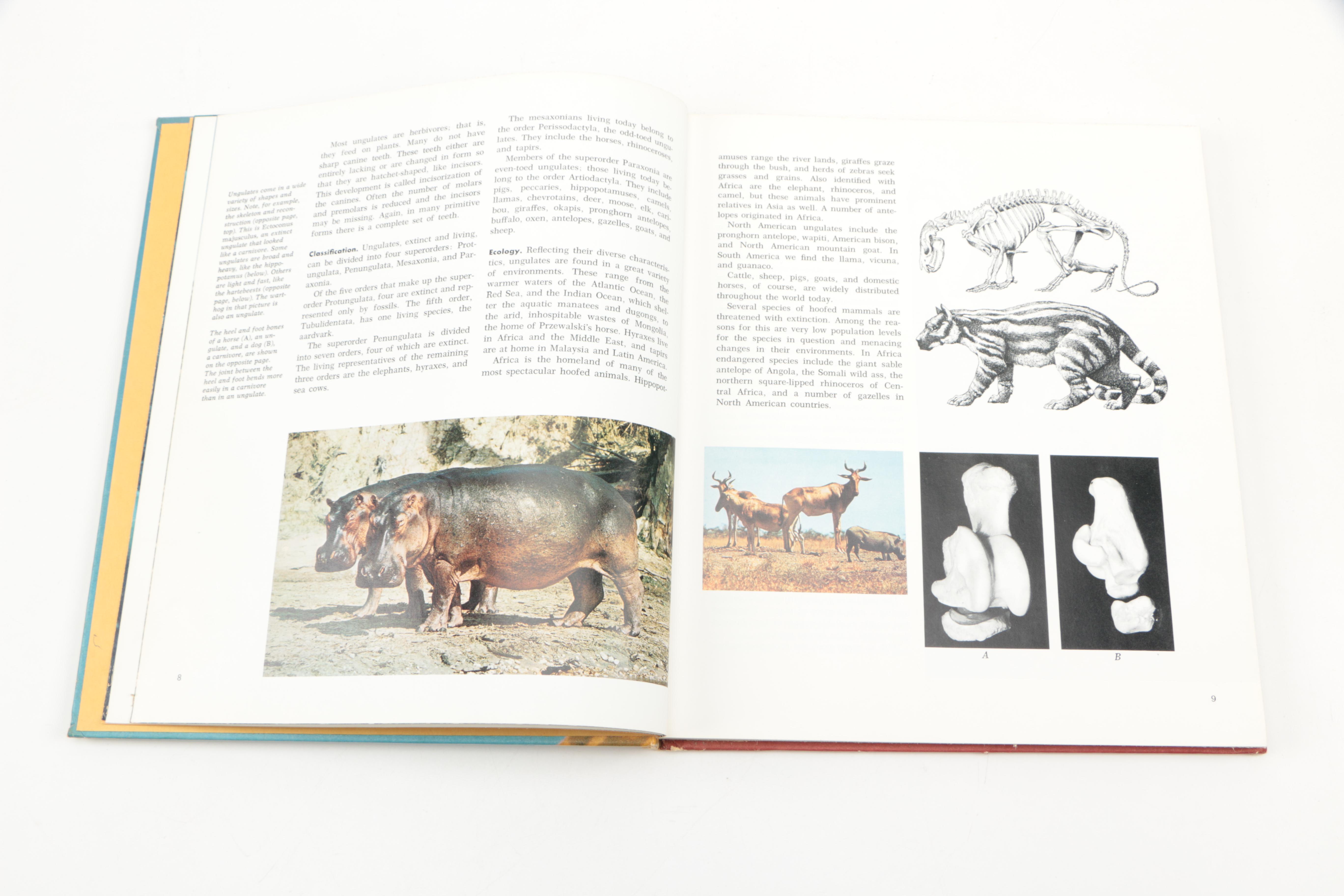 Collection of "The Illustrated Encyclopedia of the Animal Kingdom" Books