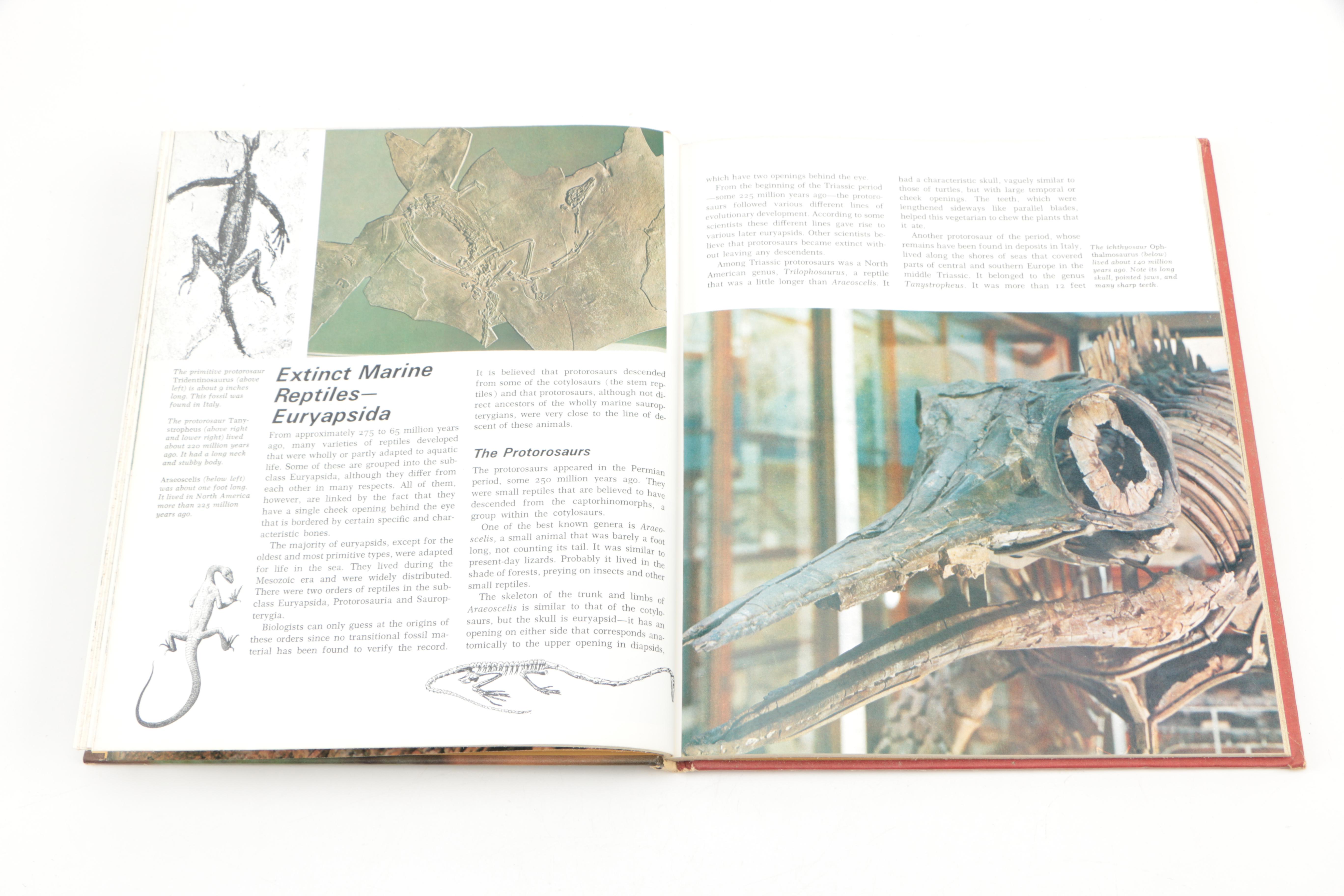 Collection of "The Illustrated Encyclopedia of the Animal Kingdom" Books