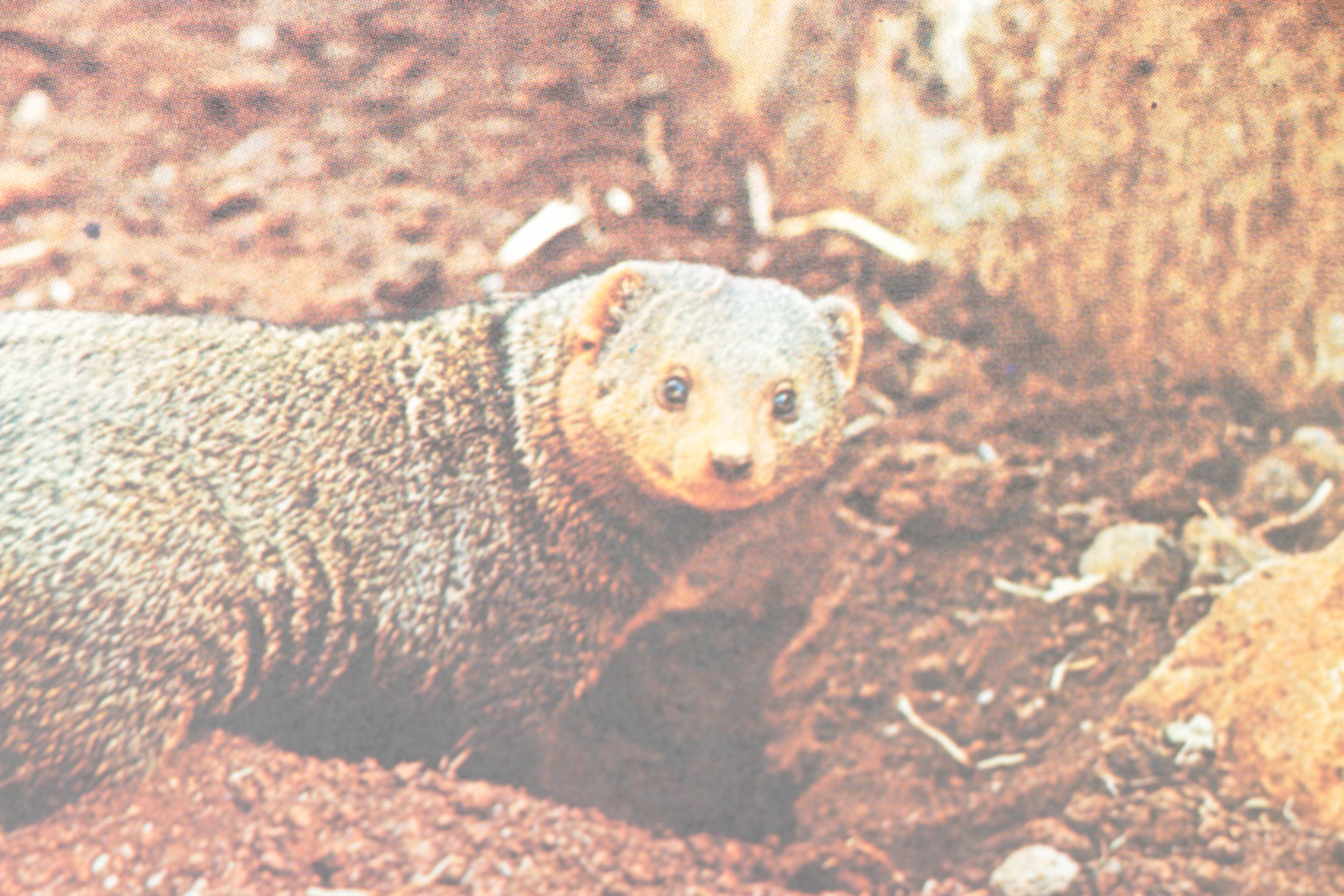 Collection of "The Illustrated Encyclopedia of the Animal Kingdom" Books