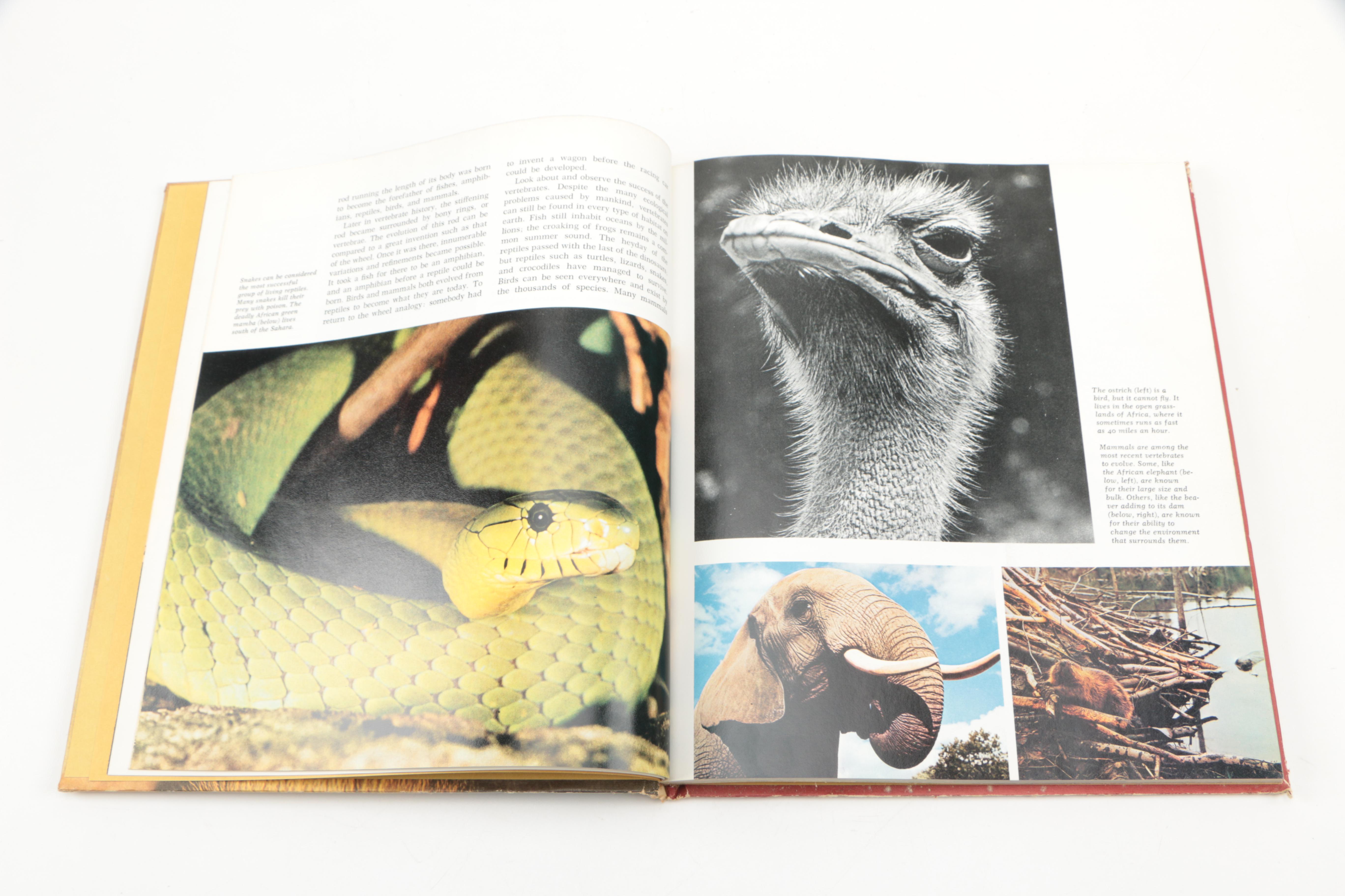 Collection of "The Illustrated Encyclopedia of the Animal Kingdom" Books