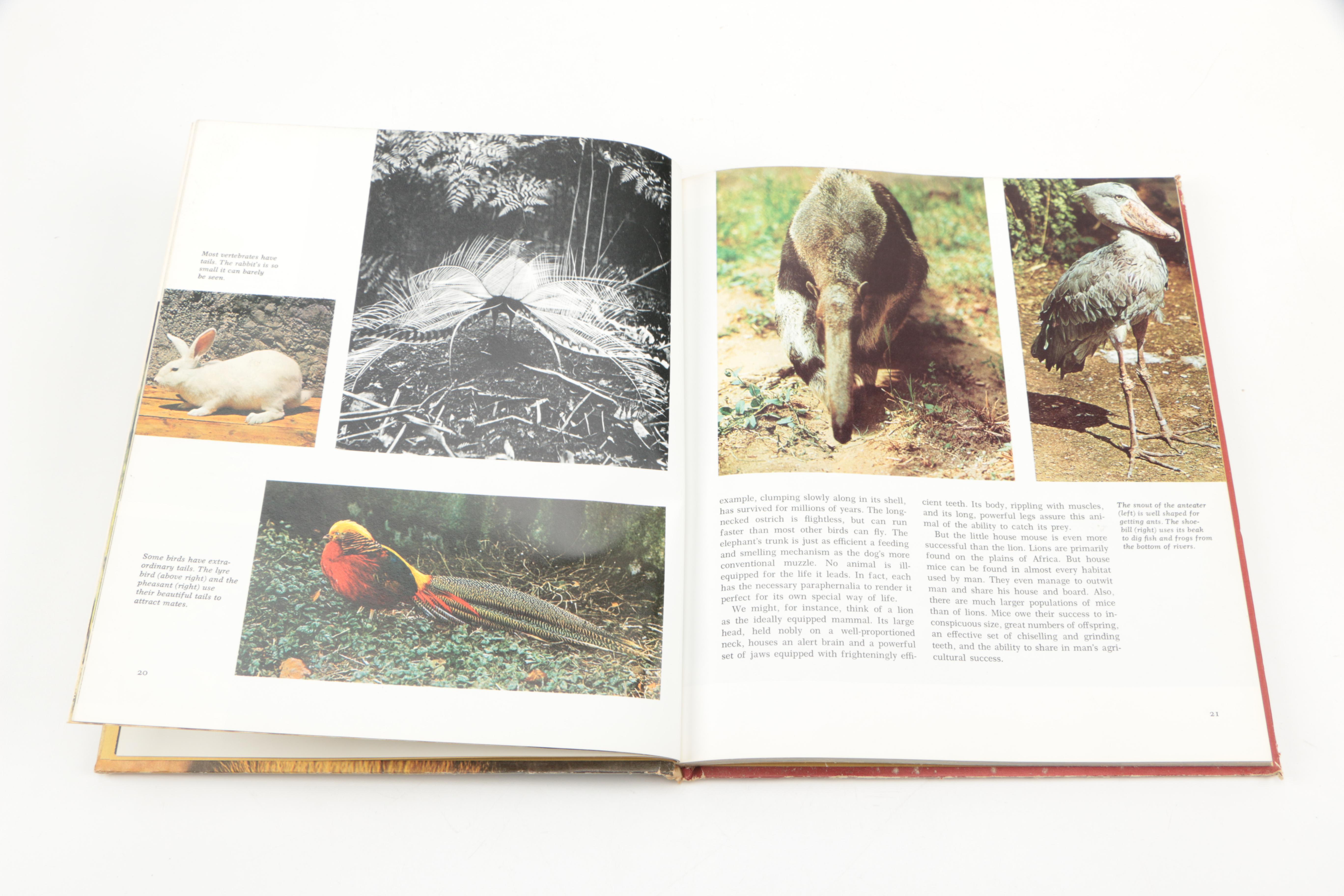 Collection of "The Illustrated Encyclopedia of the Animal Kingdom" Books