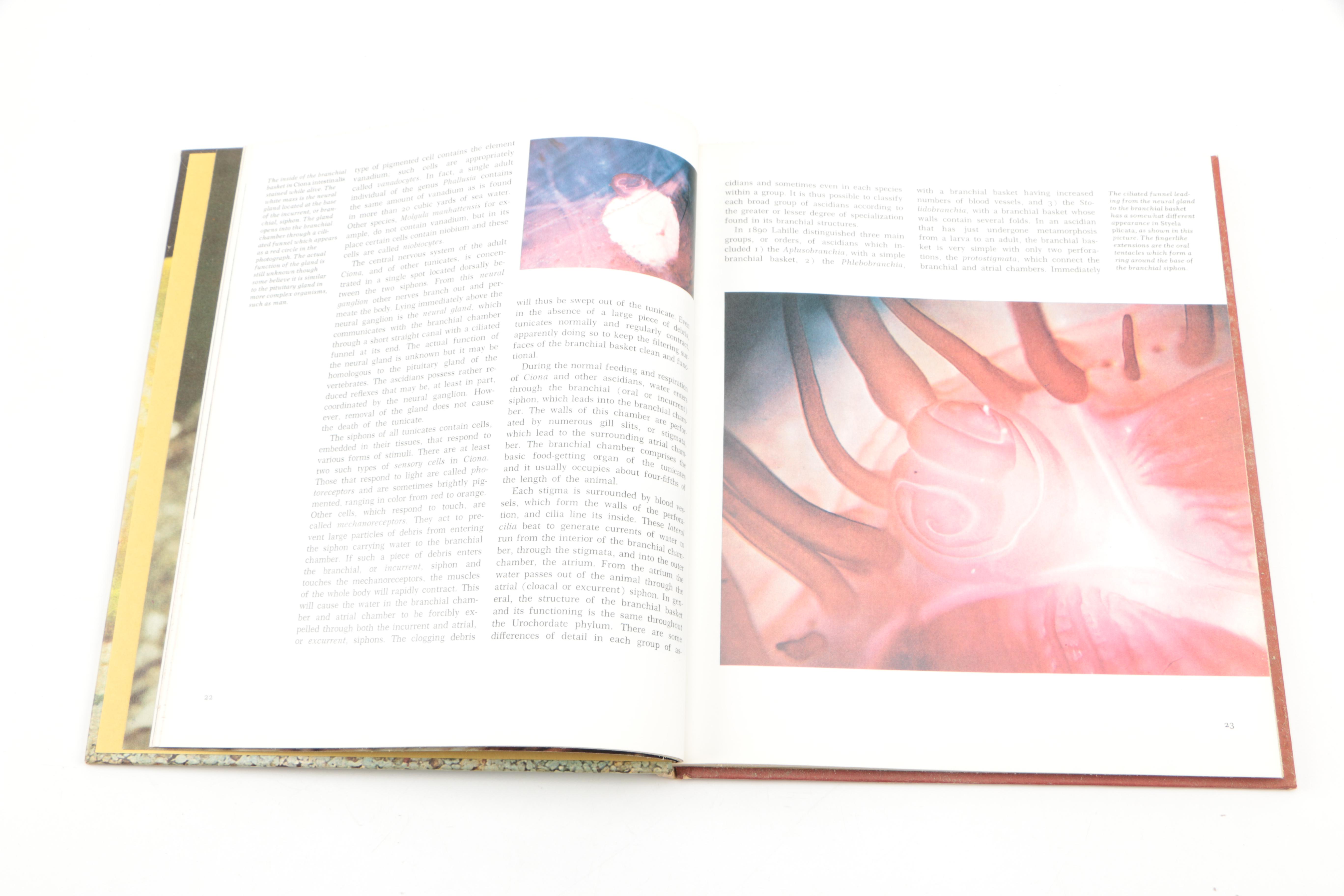 Collection of "The Illustrated Encyclopedia of the Animal Kingdom" Books