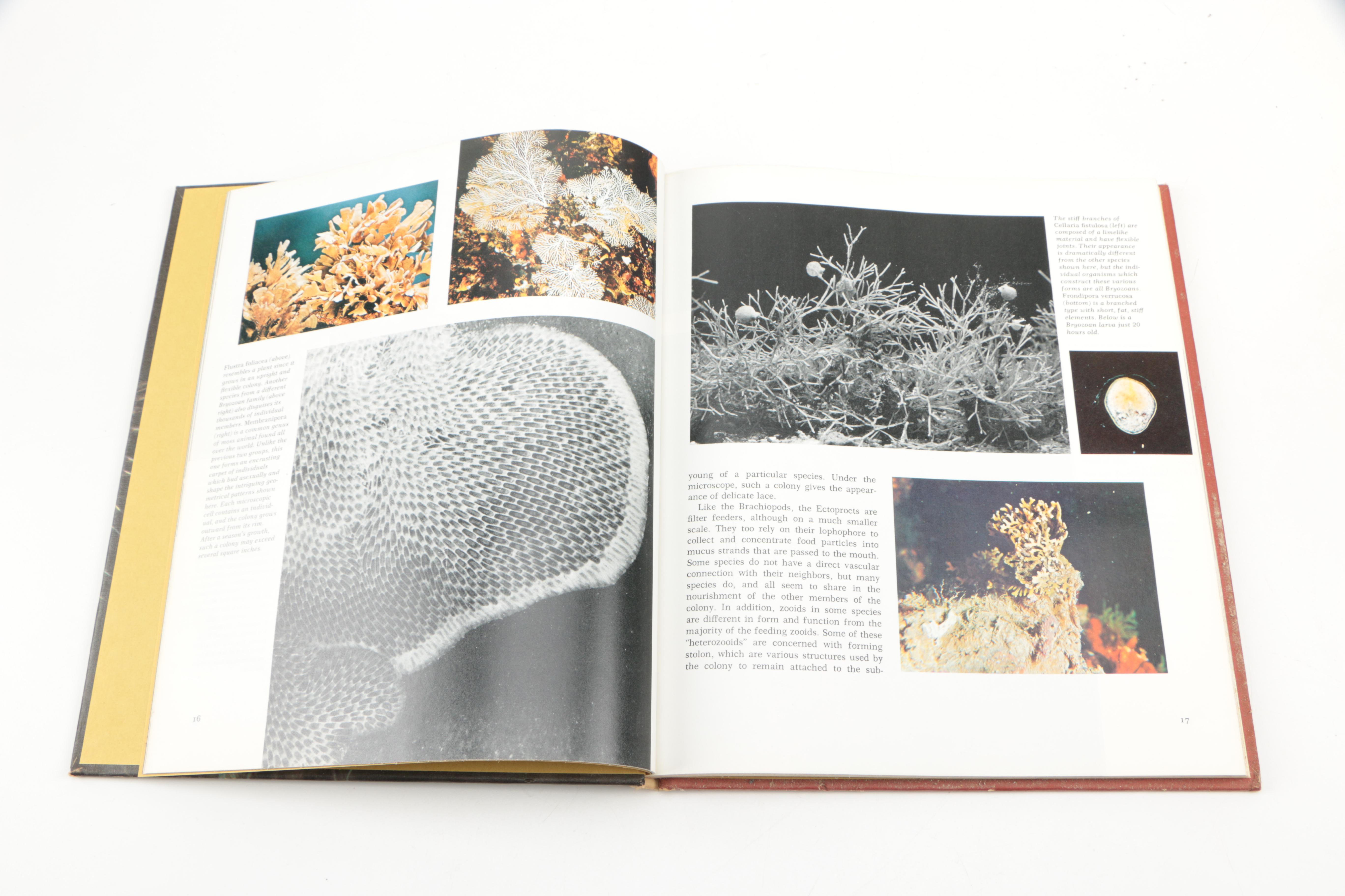 Collection of "The Illustrated Encyclopedia of the Animal Kingdom" Books