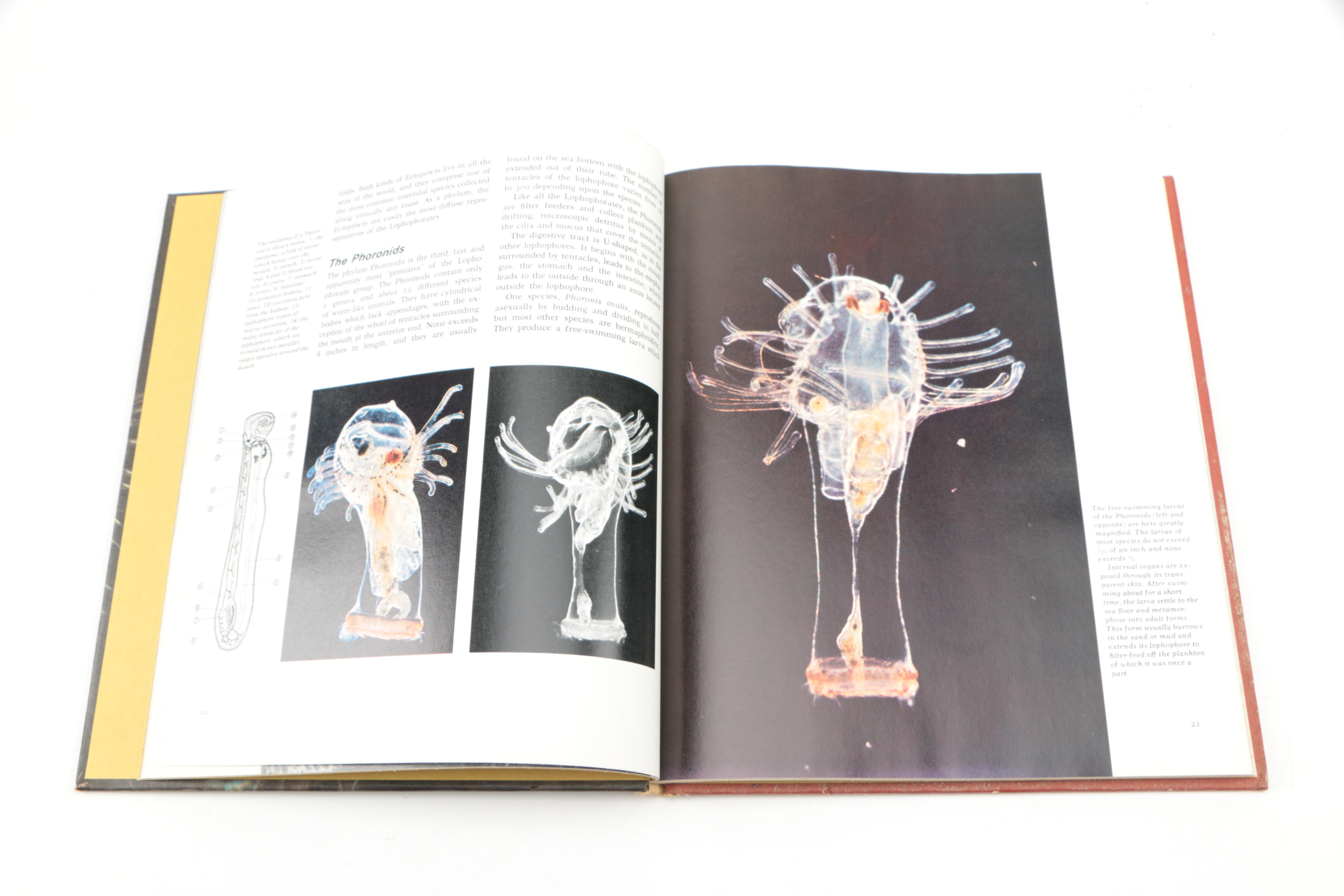 Collection of "The Illustrated Encyclopedia of the Animal Kingdom" Books