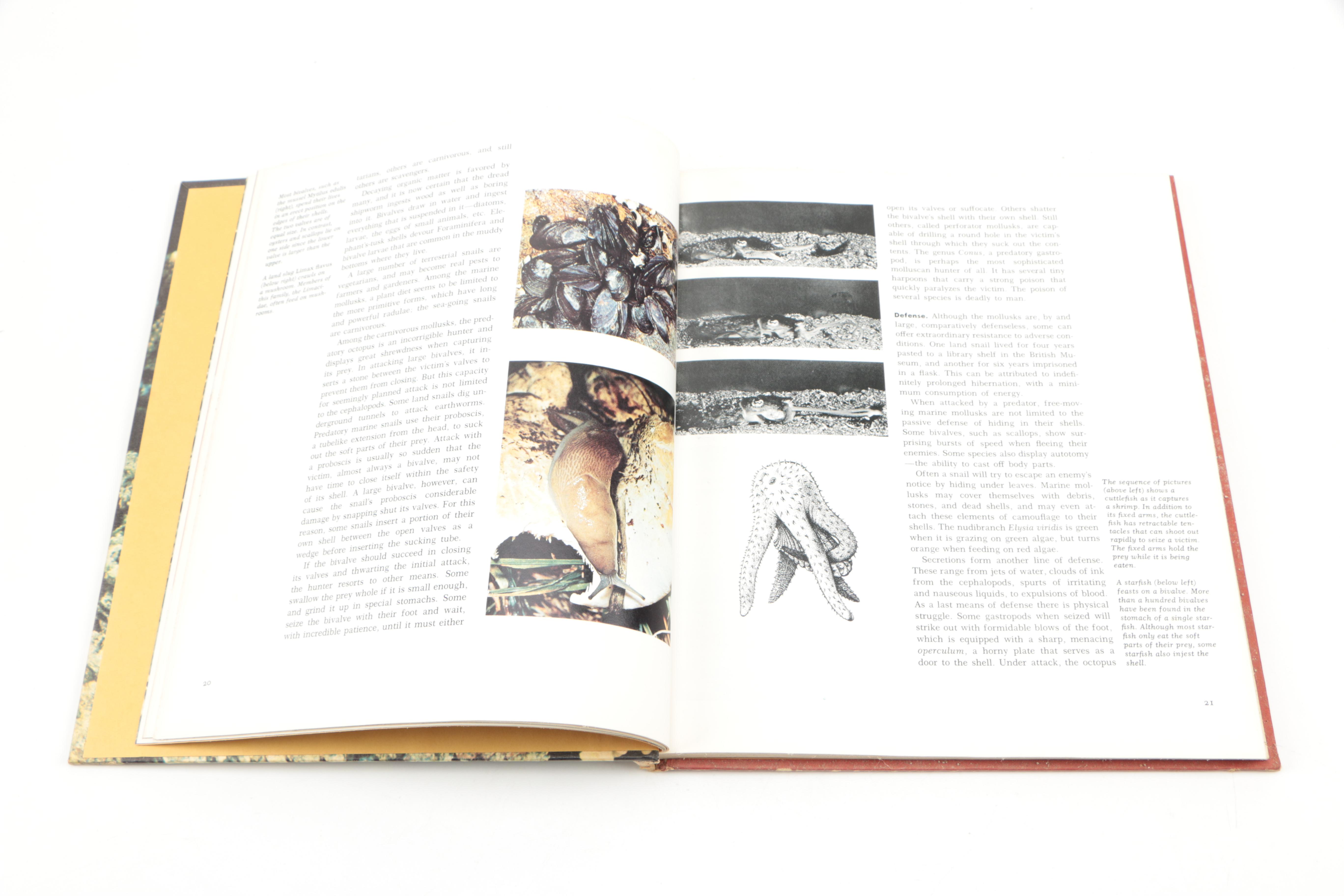 Collection of "The Illustrated Encyclopedia of the Animal Kingdom" Books