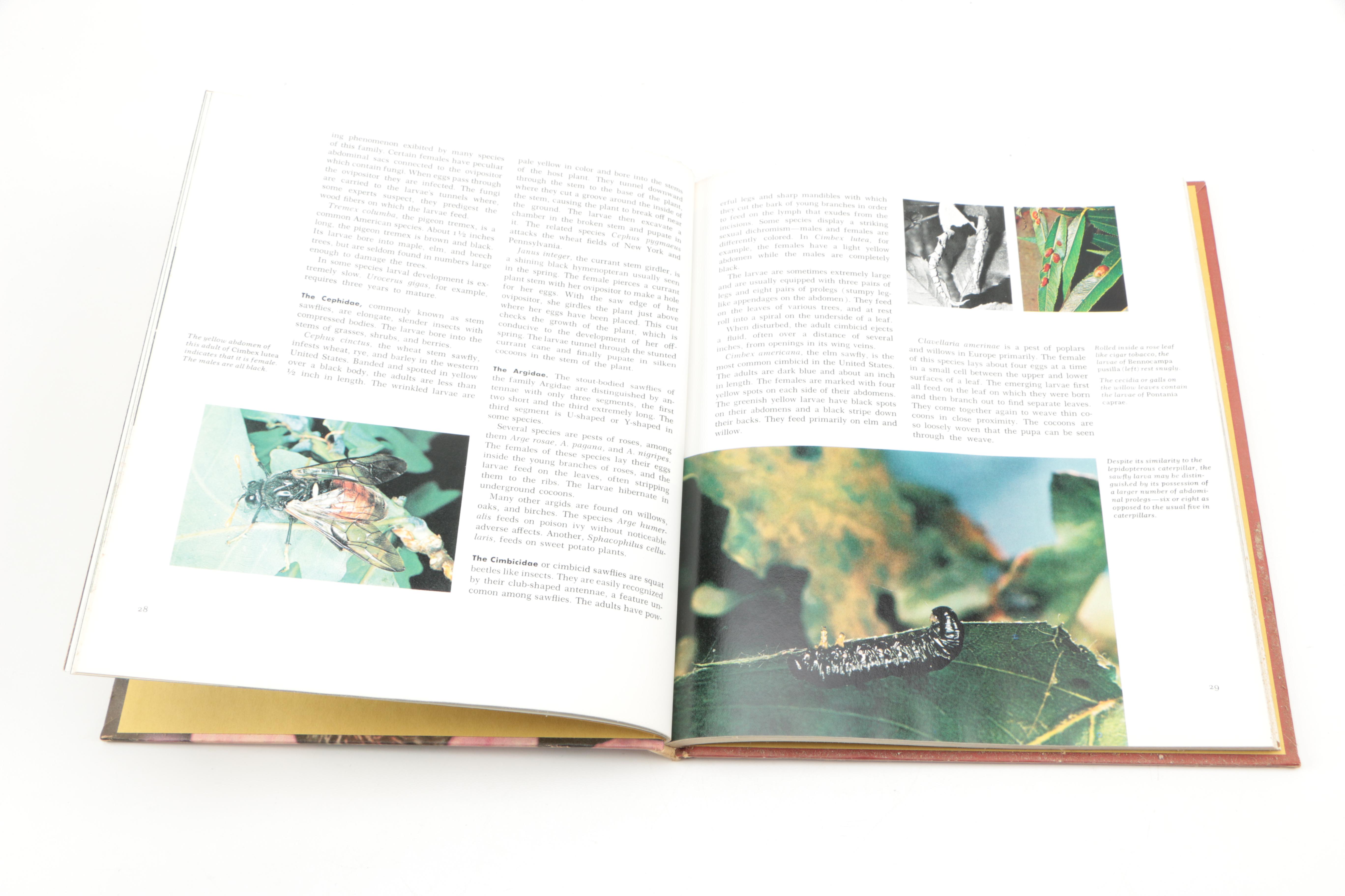 Collection of "The Illustrated Encyclopedia of the Animal Kingdom" Books