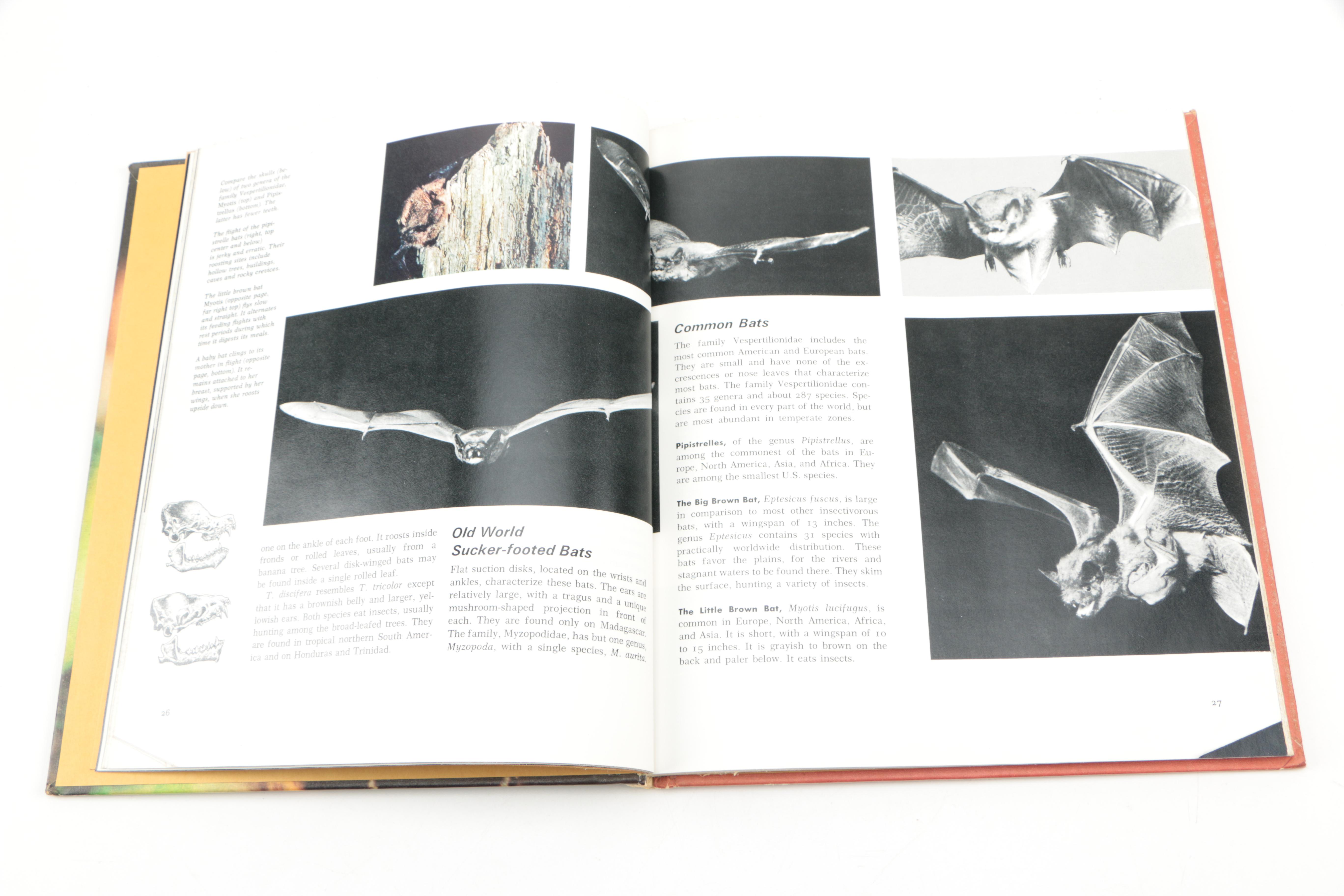 Collection of "The Illustrated Encyclopedia of the Animal Kingdom" Books