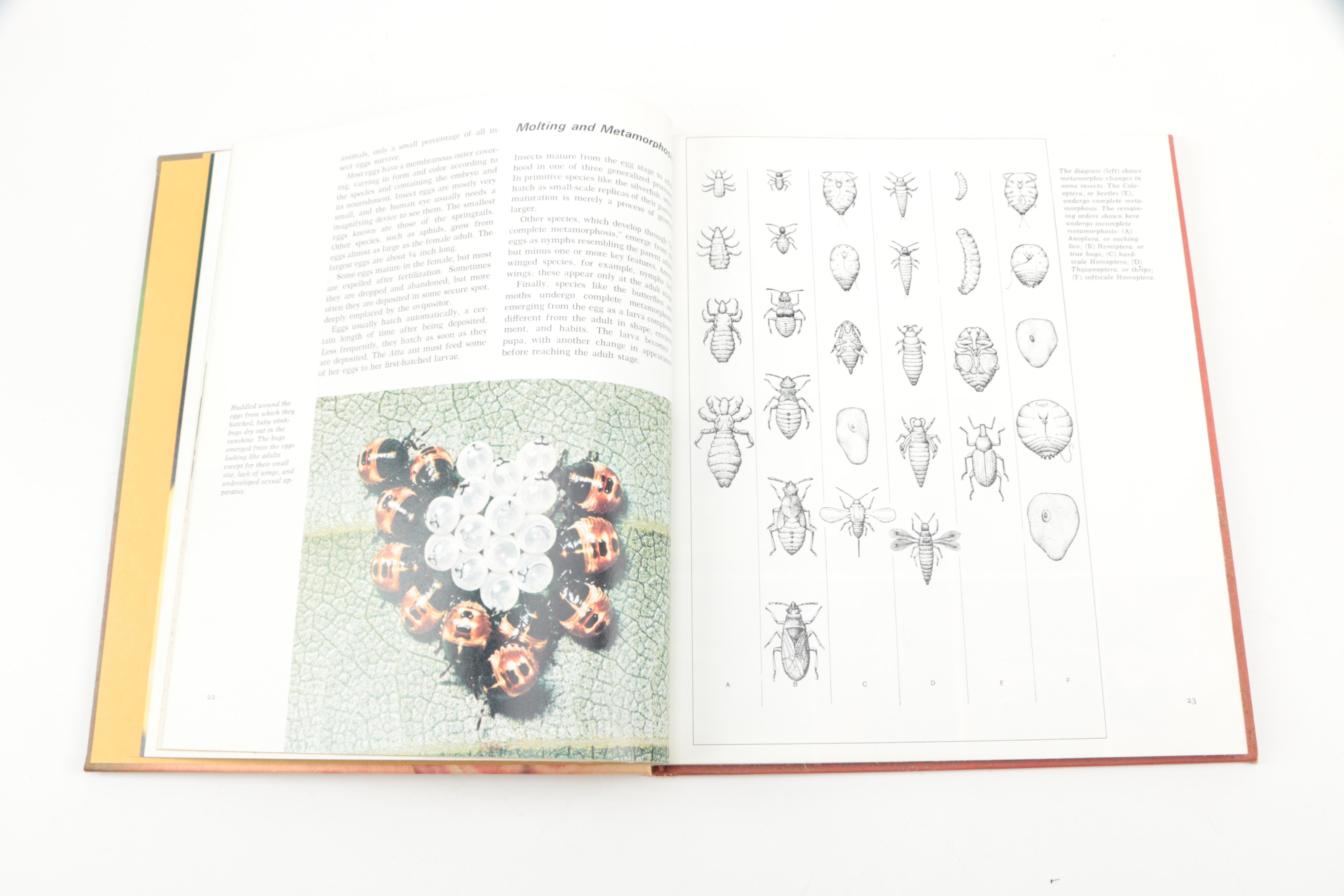 Collection of "The Illustrated Encyclopedia of the Animal Kingdom" Books