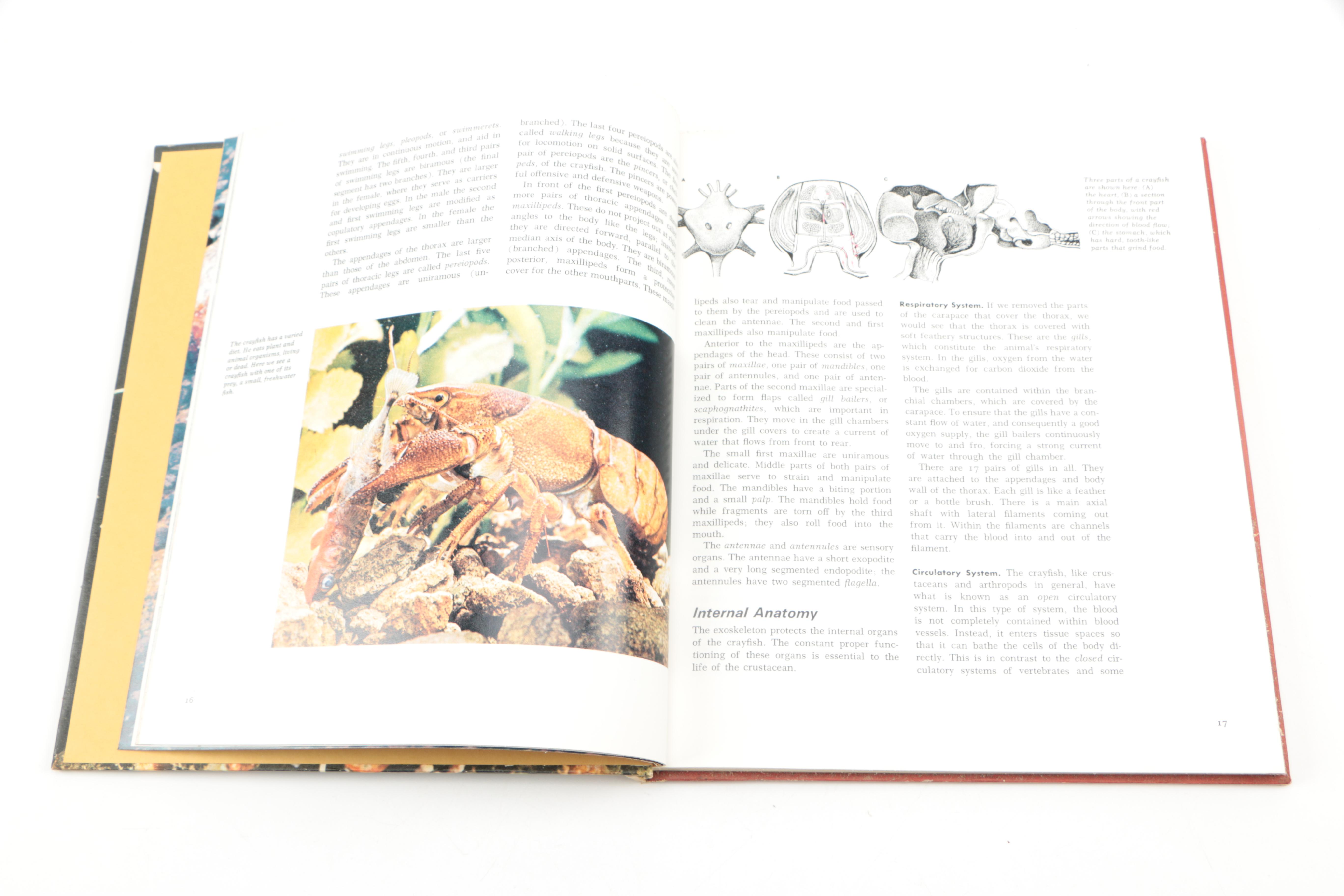 Collection of "The Illustrated Encyclopedia of the Animal Kingdom" Books