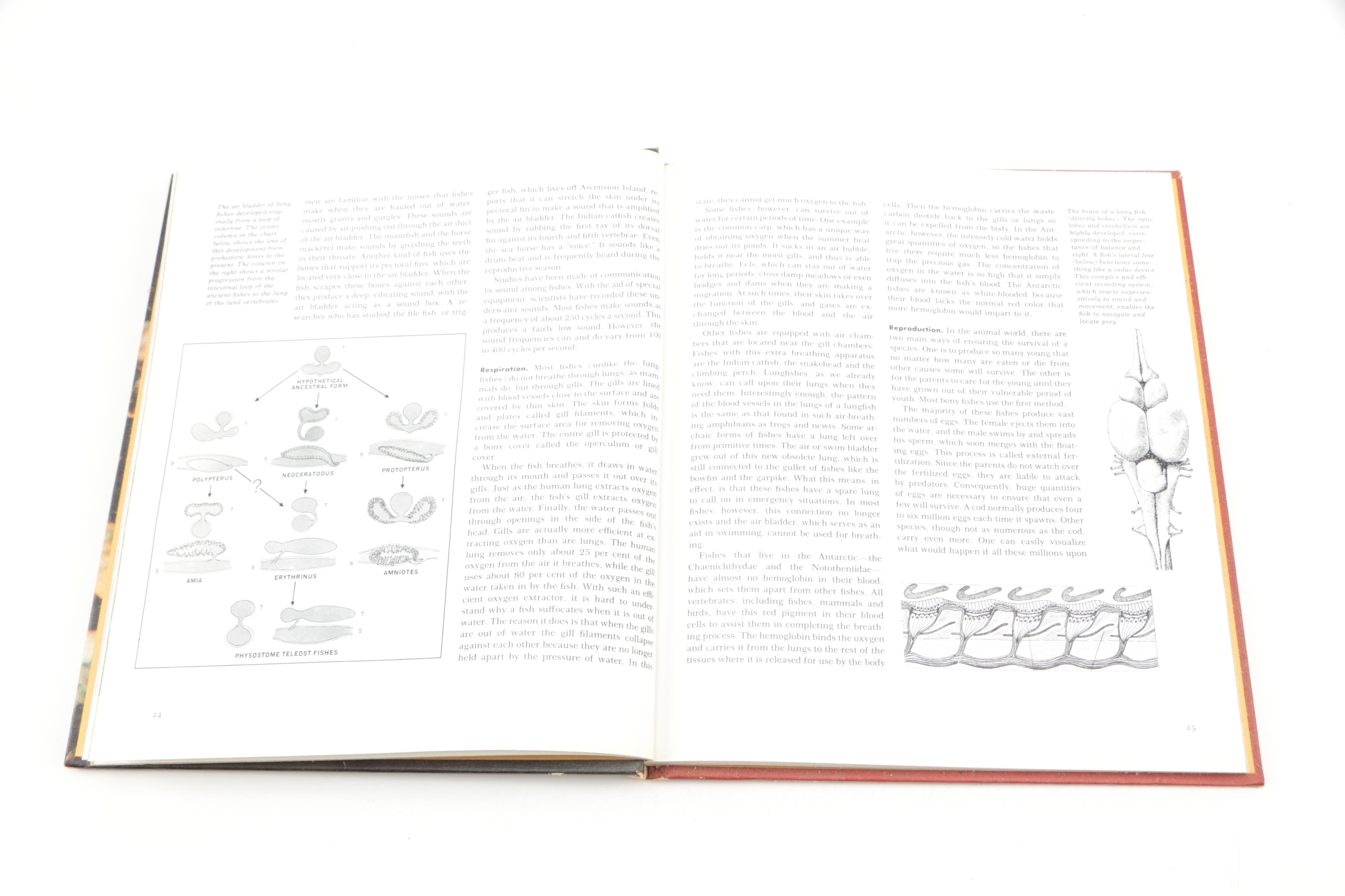 Collection of "The Illustrated Encyclopedia of the Animal Kingdom" Books