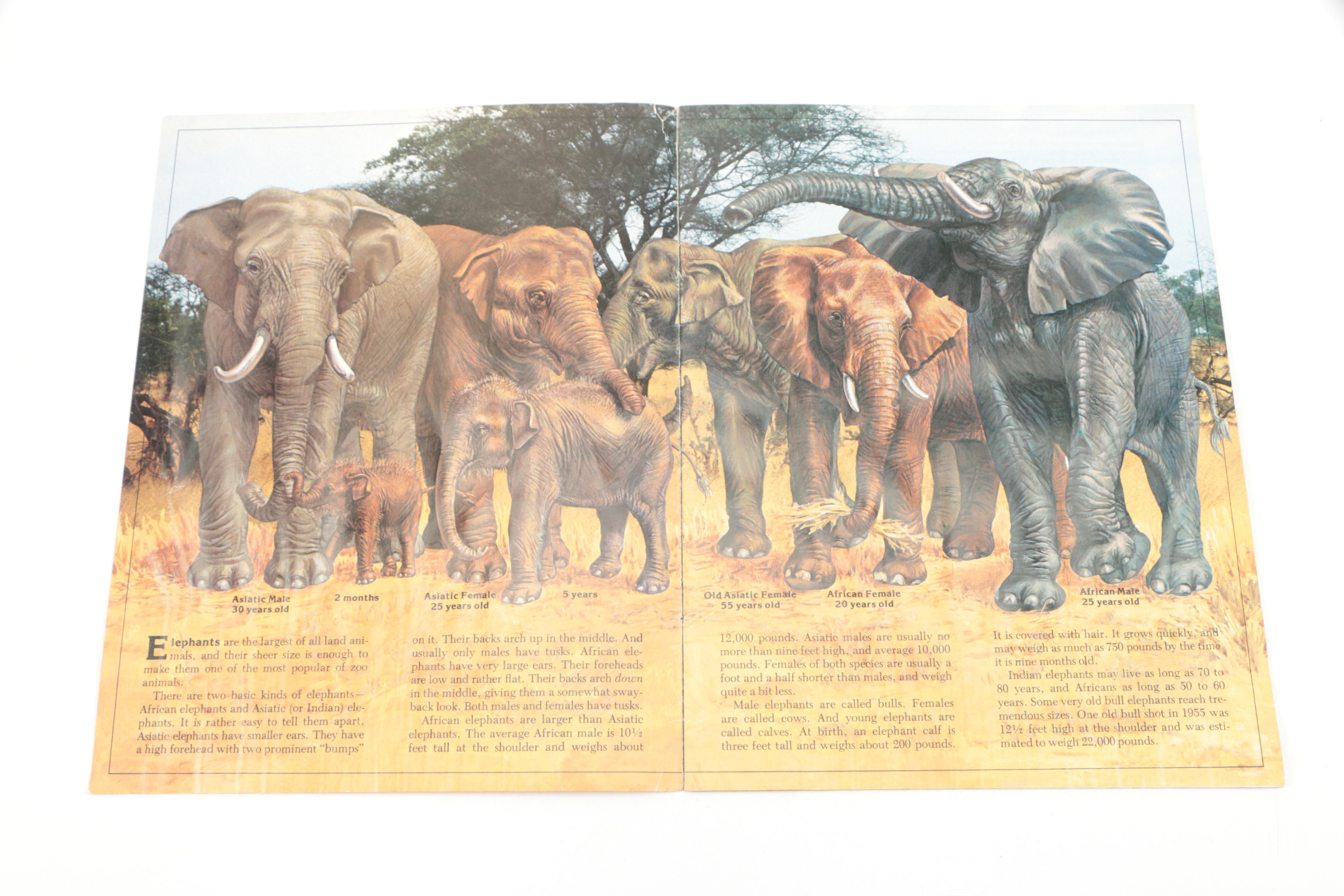 Collection of "The Illustrated Encyclopedia of the Animal Kingdom" Books