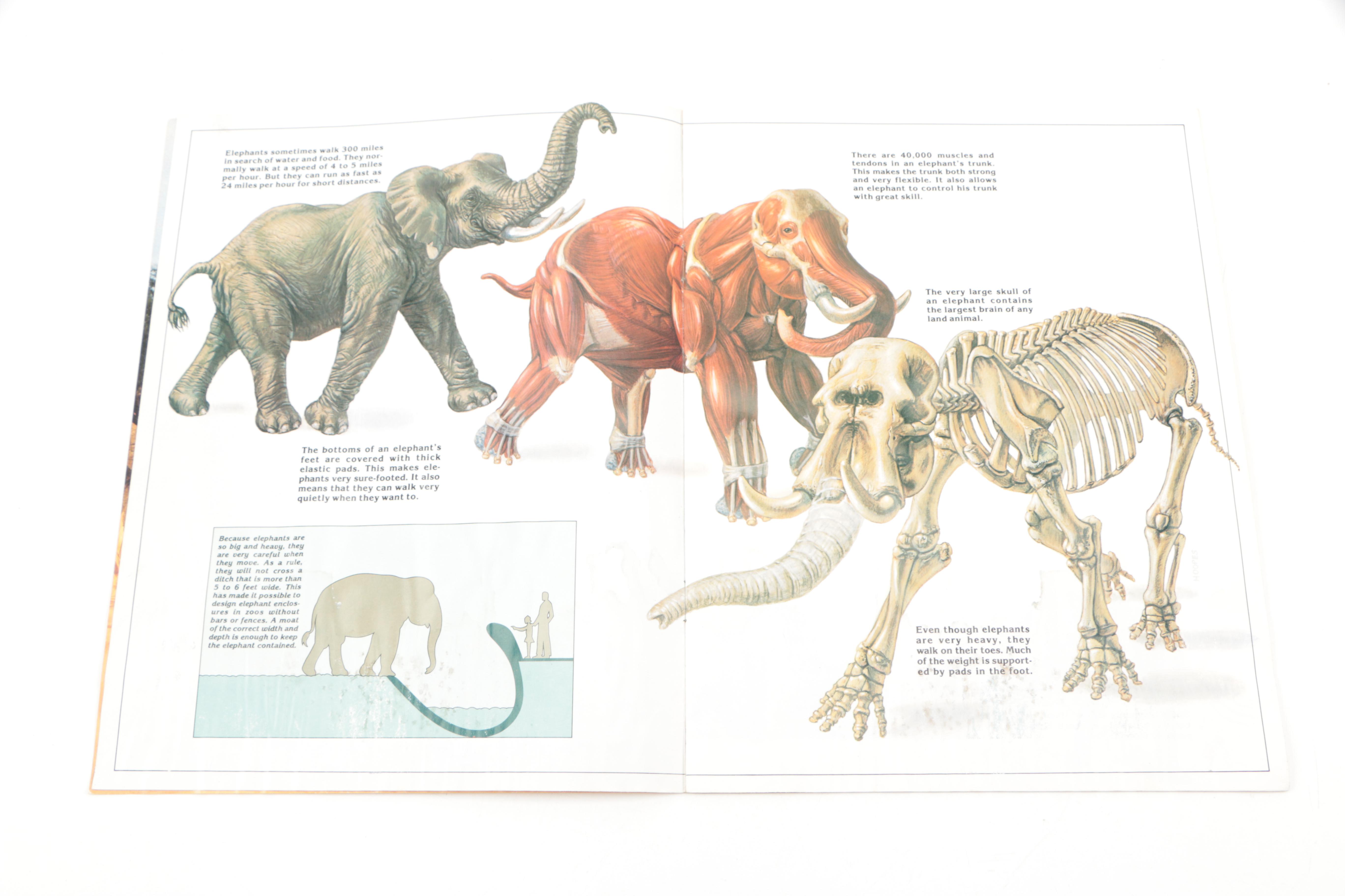 Collection of "The Illustrated Encyclopedia of the Animal Kingdom" Books