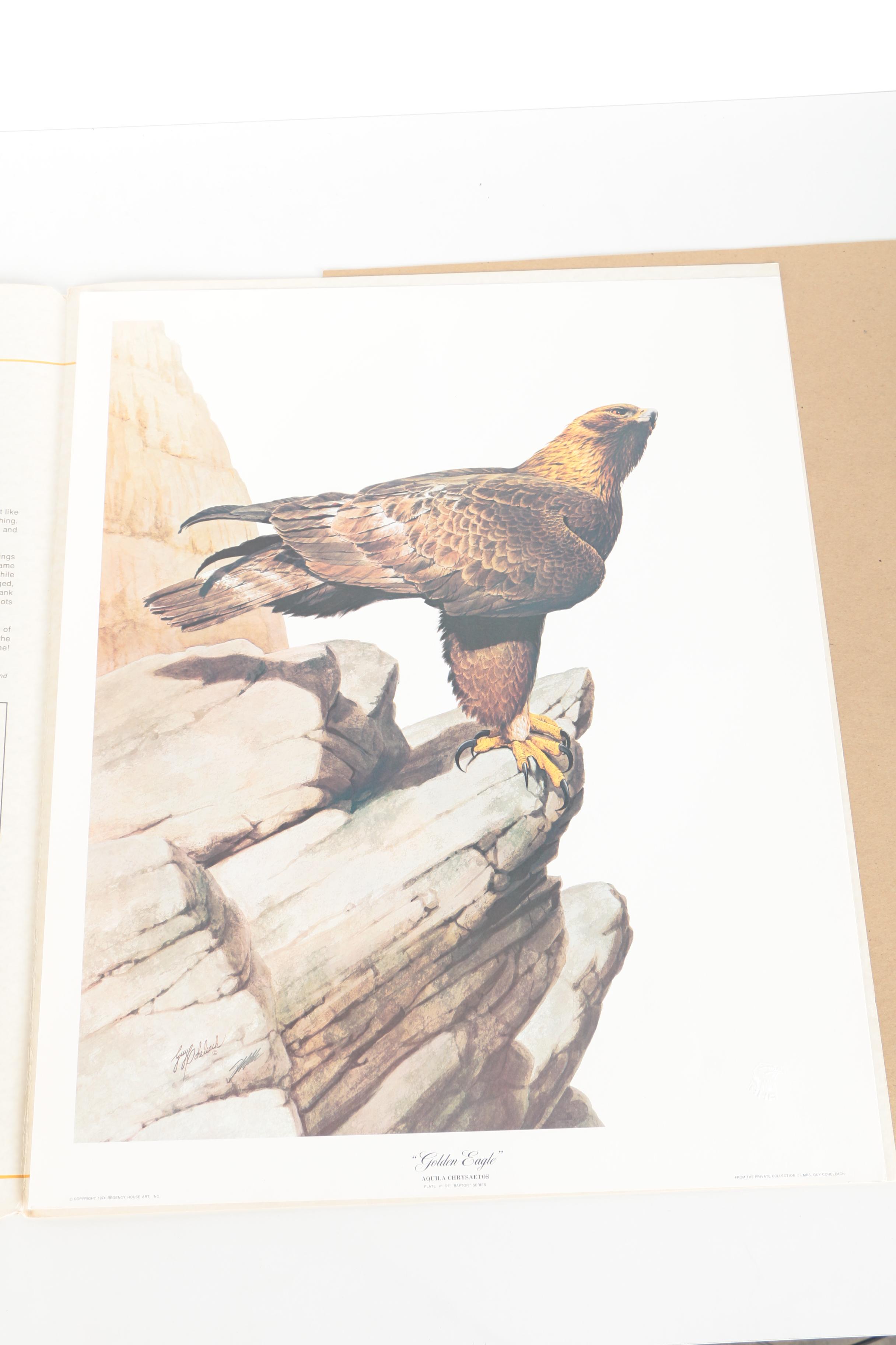 Guy Coheleach Offset Lithograph "Golden Eagle"