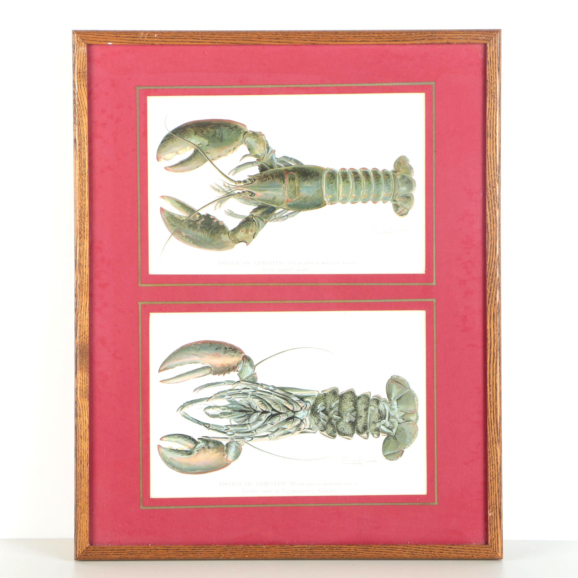 Pair of Sherman Foote Denton Framed Chromolithographs of a Male and Female Lobster