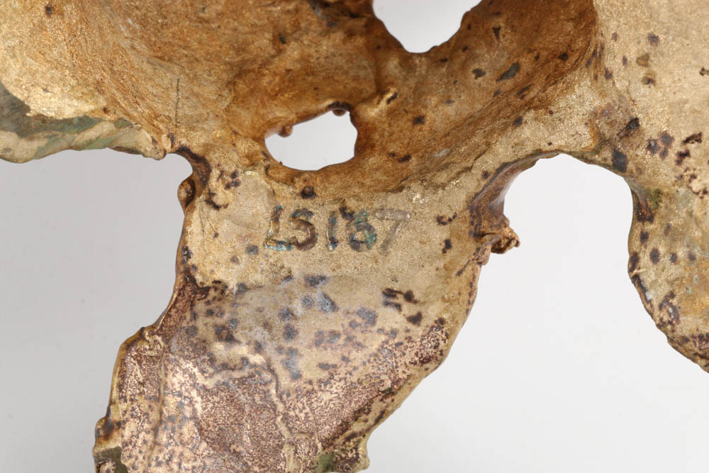 Quartz Crystal Cluster on Bronze Stand