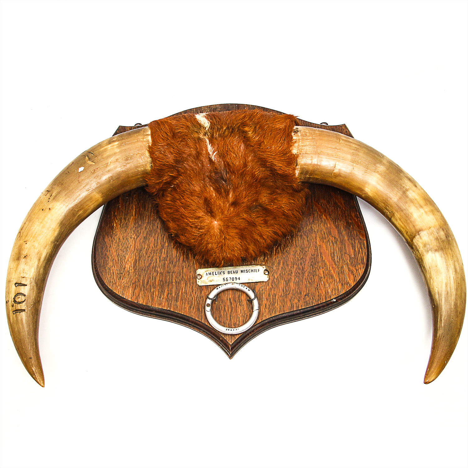 "Amelia's Beau, Mischief" Mounted Bull Horns with Nose Ring
