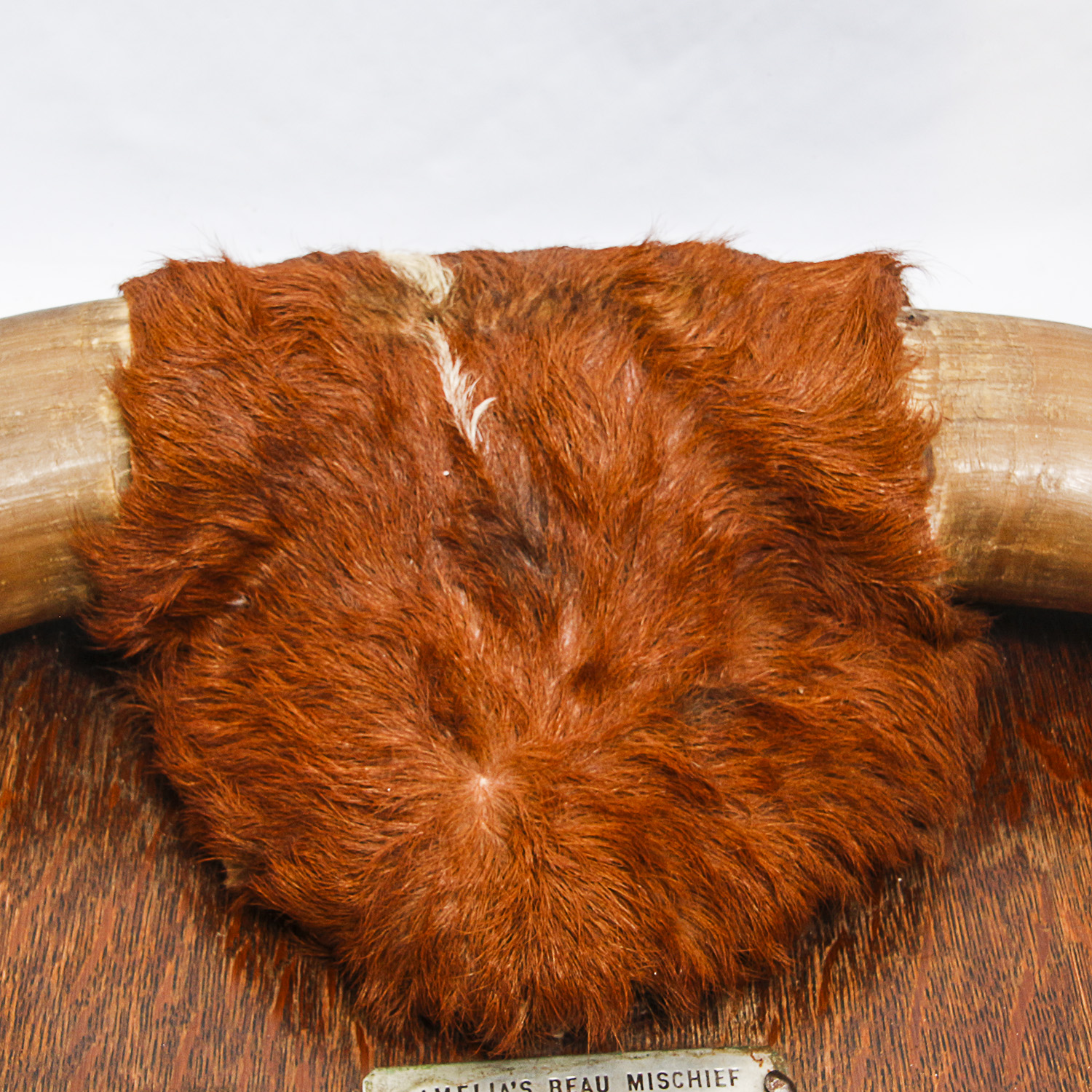 "Amelia's Beau, Mischief" Mounted Bull Horns with Nose Ring