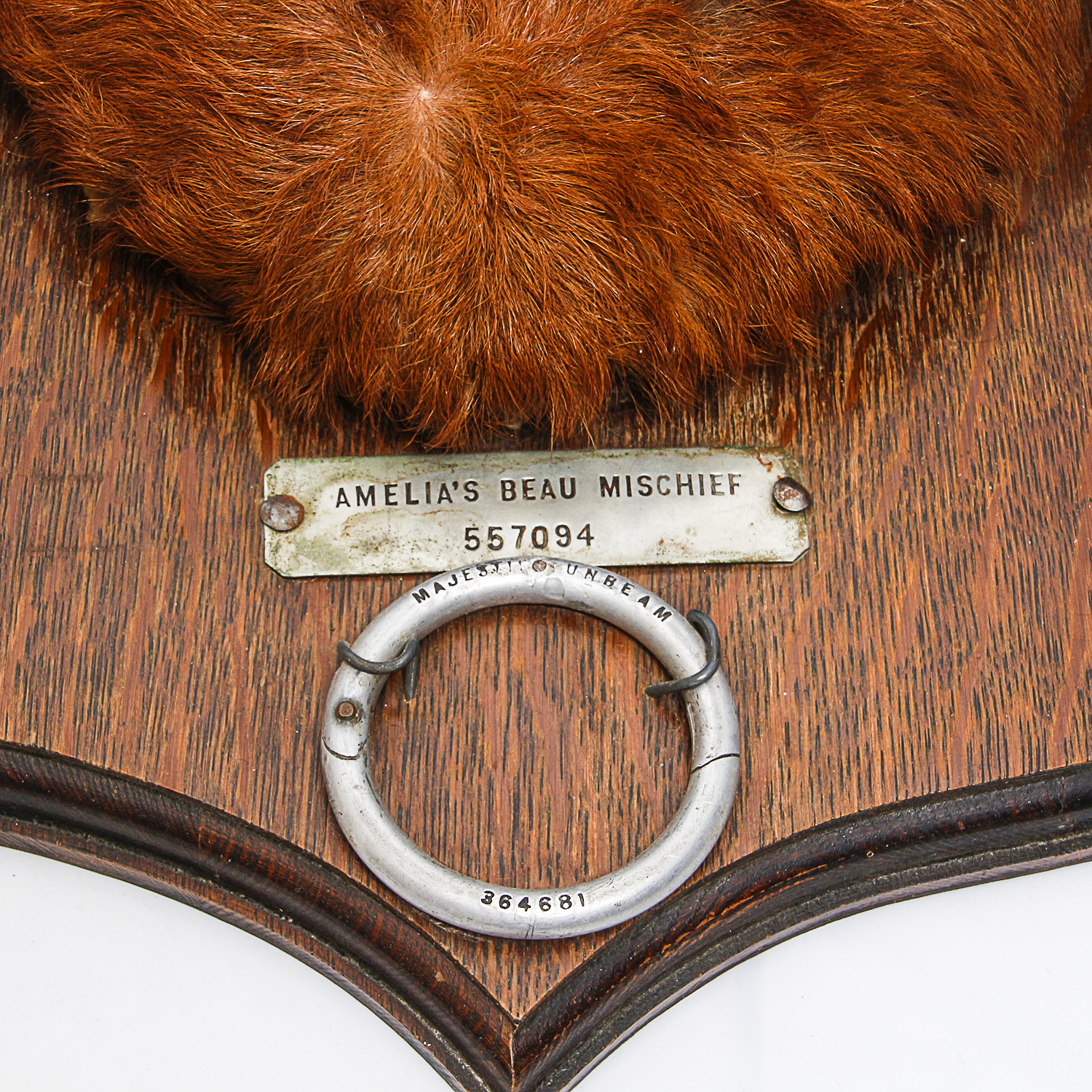"Amelia's Beau, Mischief" Mounted Bull Horns with Nose Ring