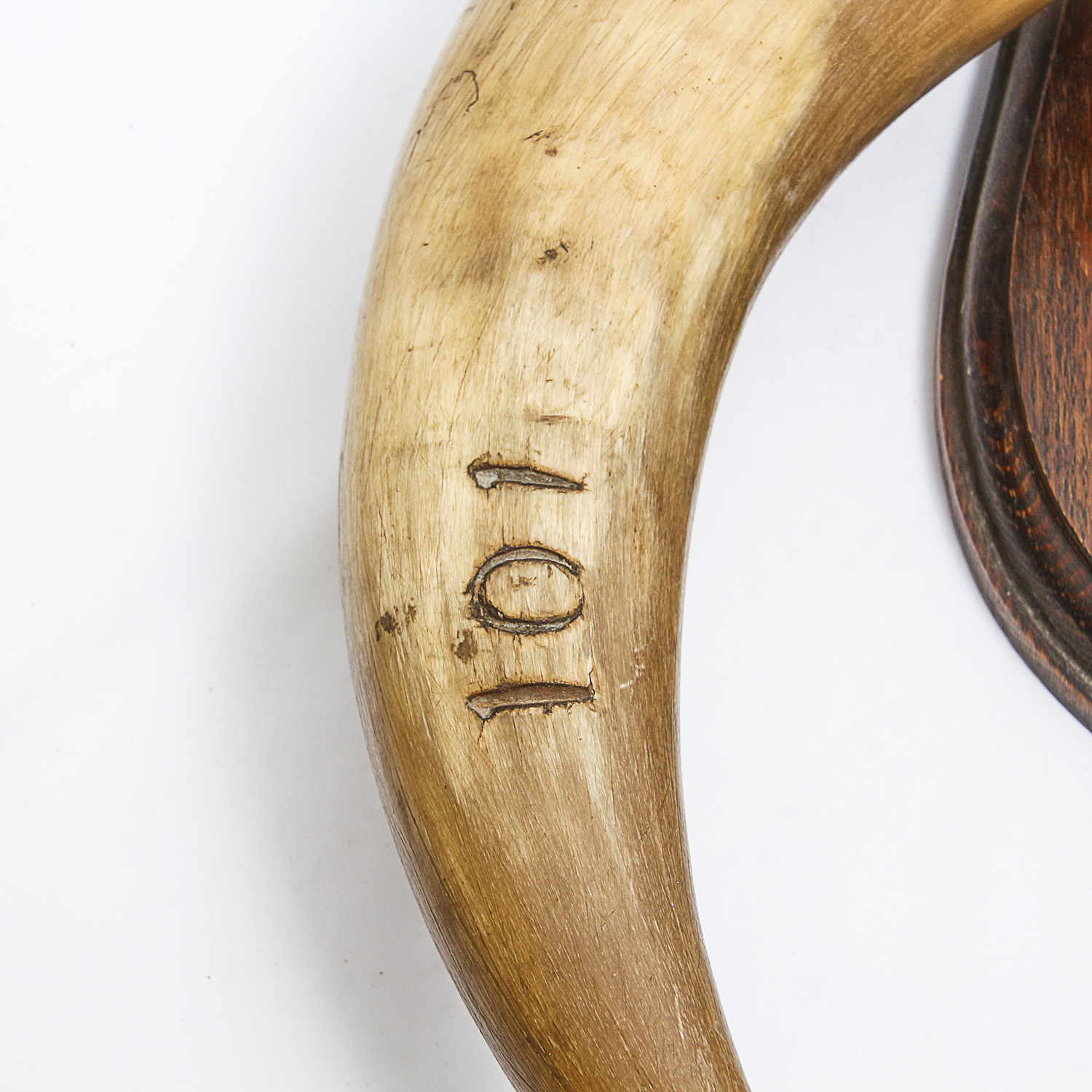 "Amelia's Beau, Mischief" Mounted Bull Horns with Nose Ring