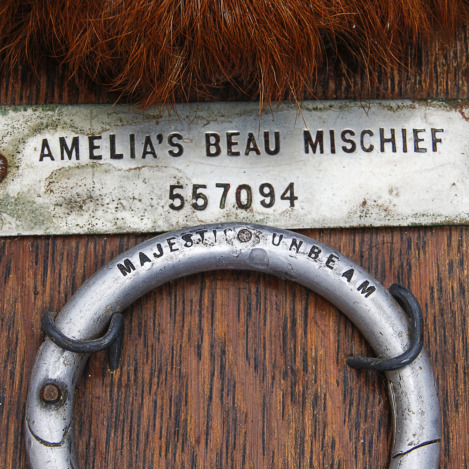 "Amelia's Beau, Mischief" Mounted Bull Horns with Nose Ring