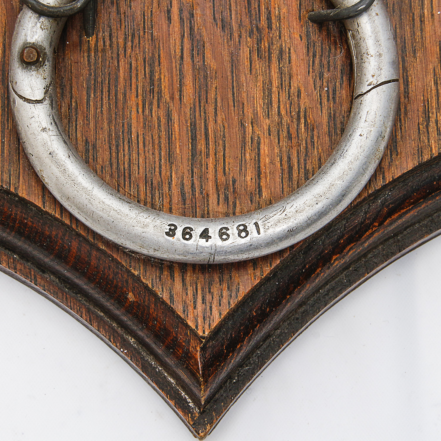 "Amelia's Beau, Mischief" Mounted Bull Horns with Nose Ring