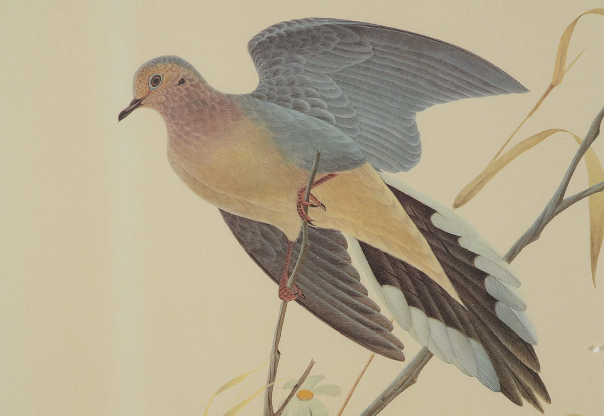 John Ruthven Signed Limited Edition Offset Lithograph "Mourning Dove"