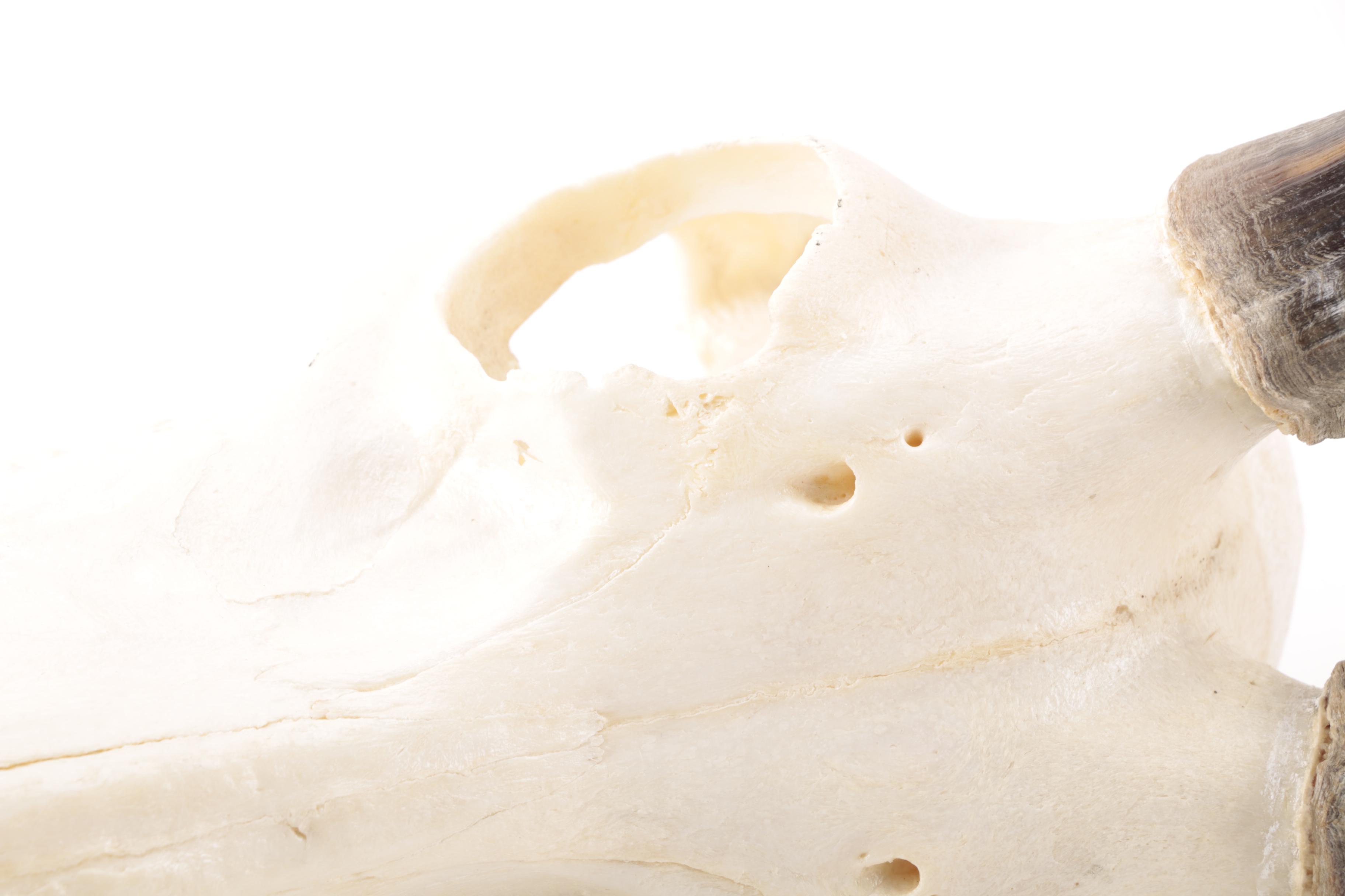 Antelope Skull Mount with 1989 Maxilla & Mandible Catalog