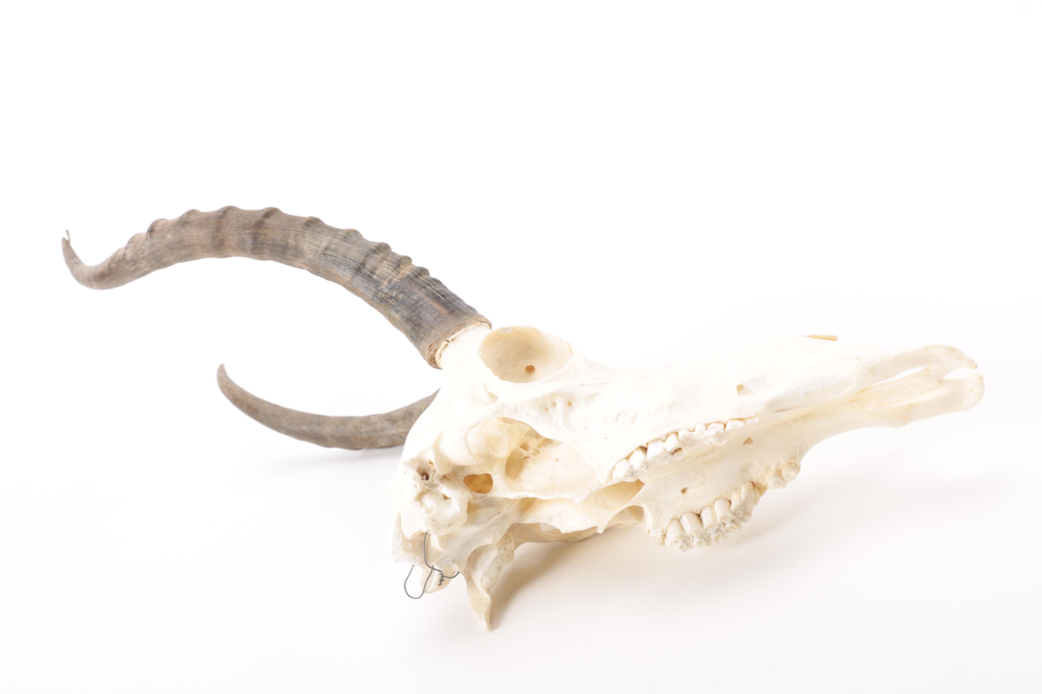 Antelope Skull Mount with 1989 Maxilla & Mandible Catalog
