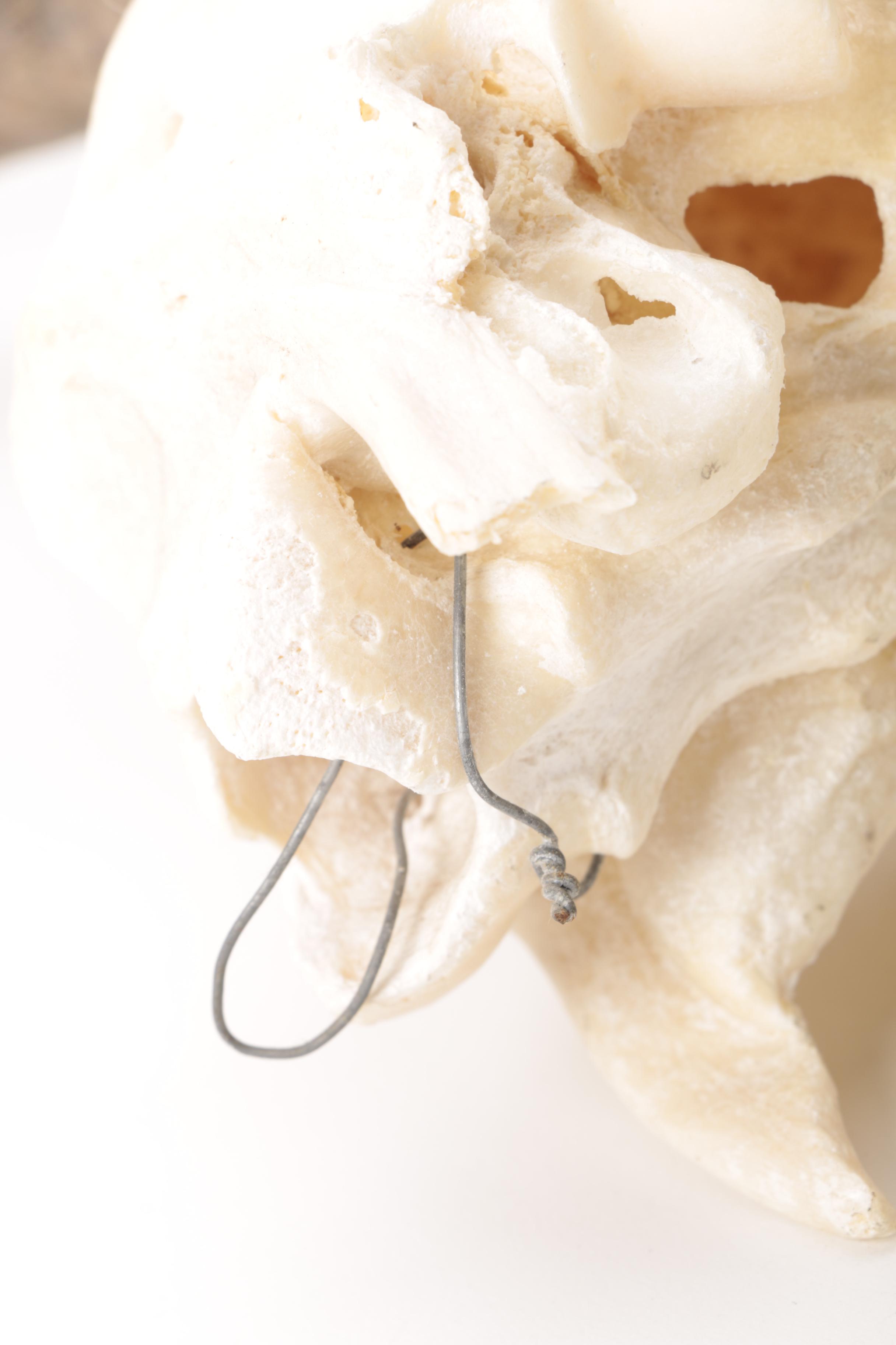 Antelope Skull Mount with 1989 Maxilla & Mandible Catalog