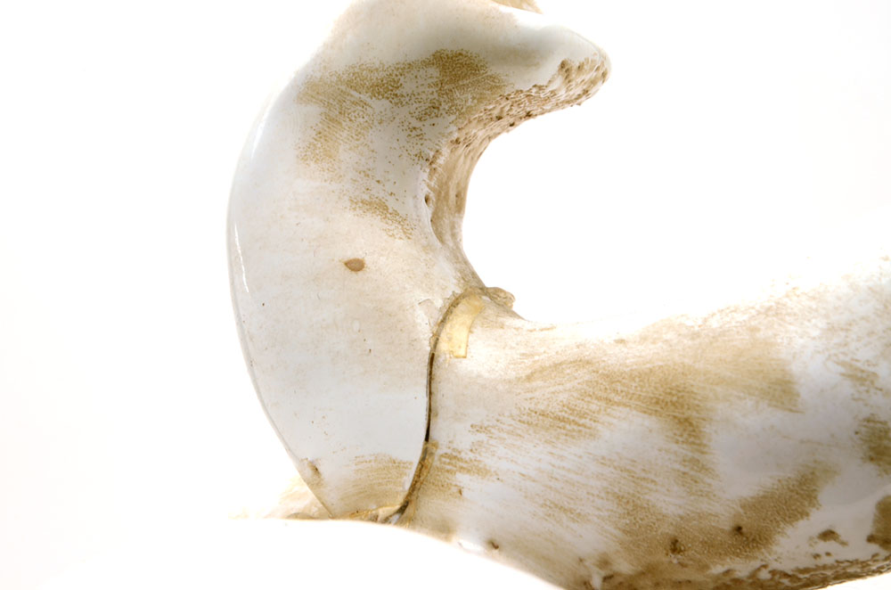 Italian Pottery Elephant