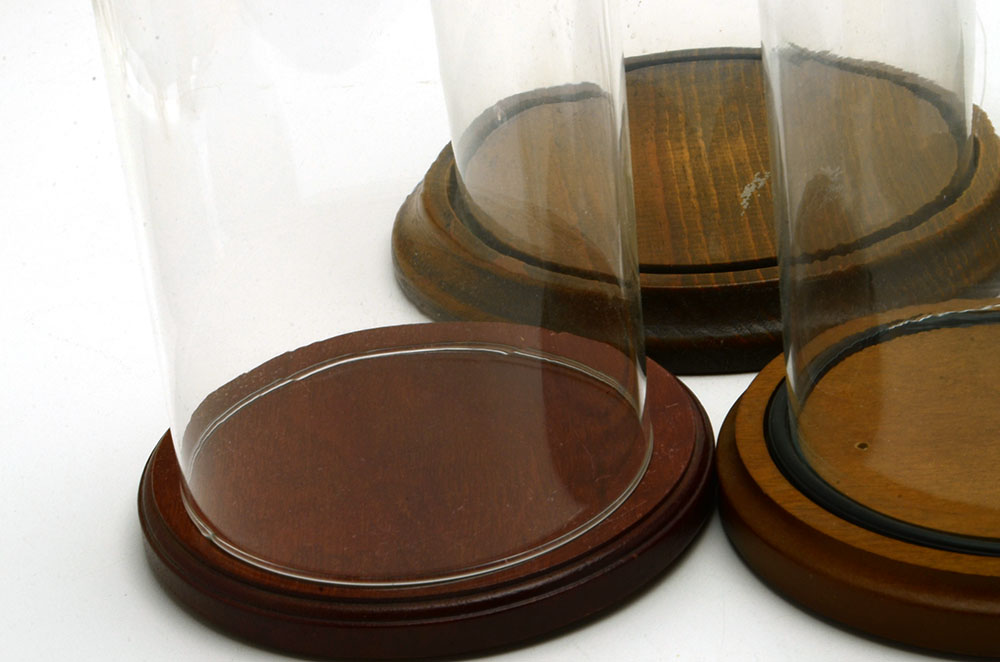 Collection of Glass Display Domes with Wooden Bases