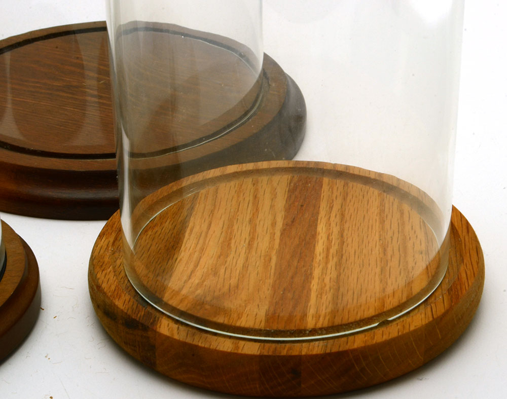 Collection of Glass Display Domes with Wooden Bases