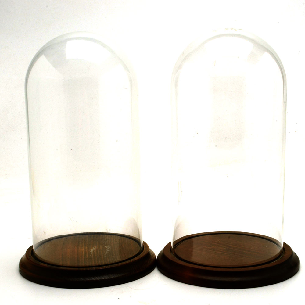 Collection of Glass Display Domes with Wooden Bases