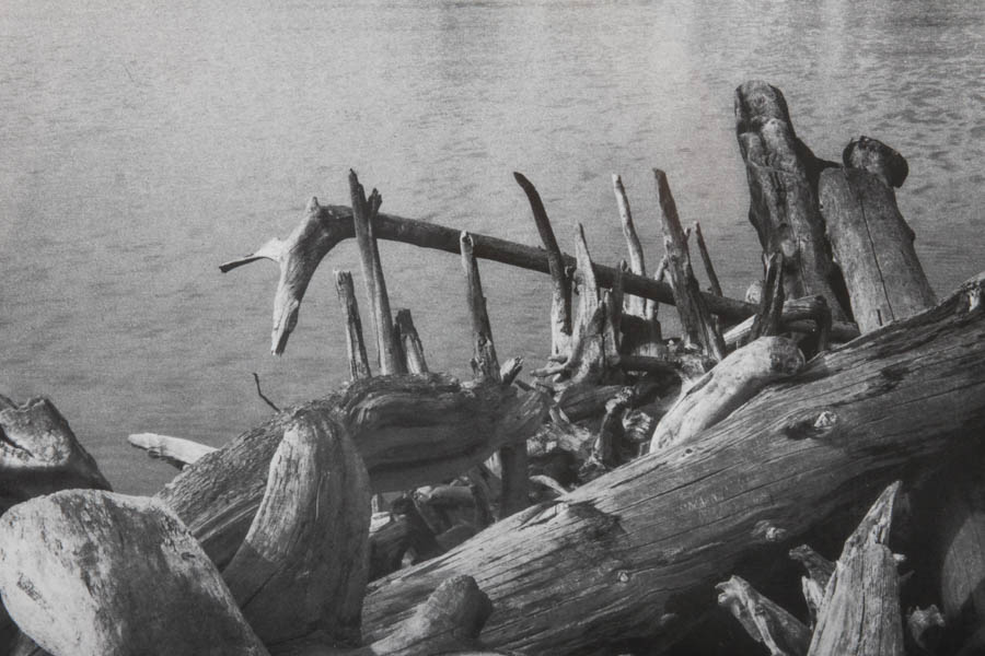 Offset Lithograph Poster for The Mural Project After Ansel Adams's "Driftwood"