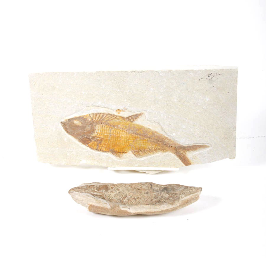 Fish Fossils