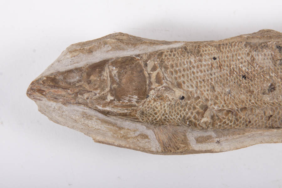 Fish Fossils