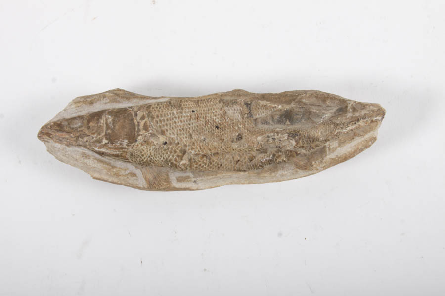 Fish Fossils