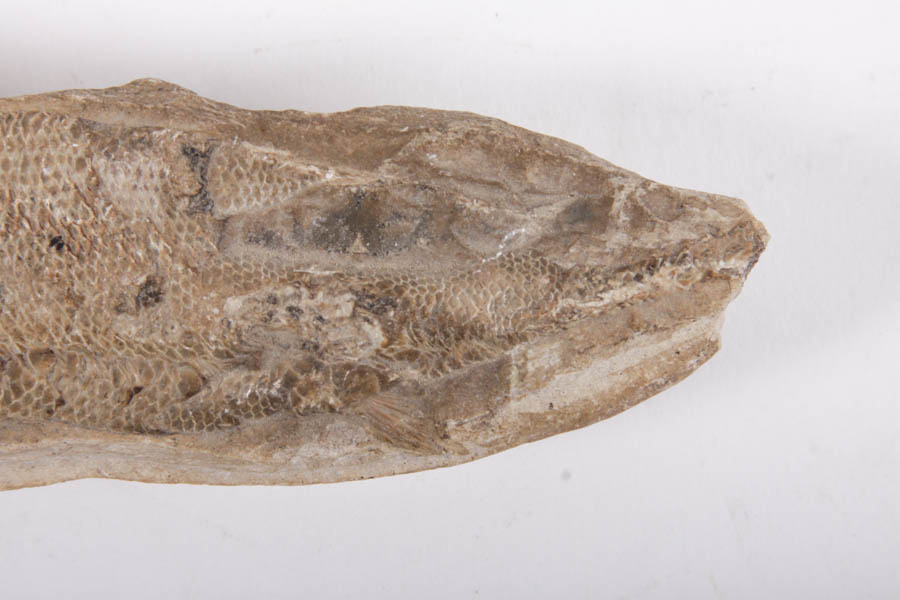 Fish Fossils
