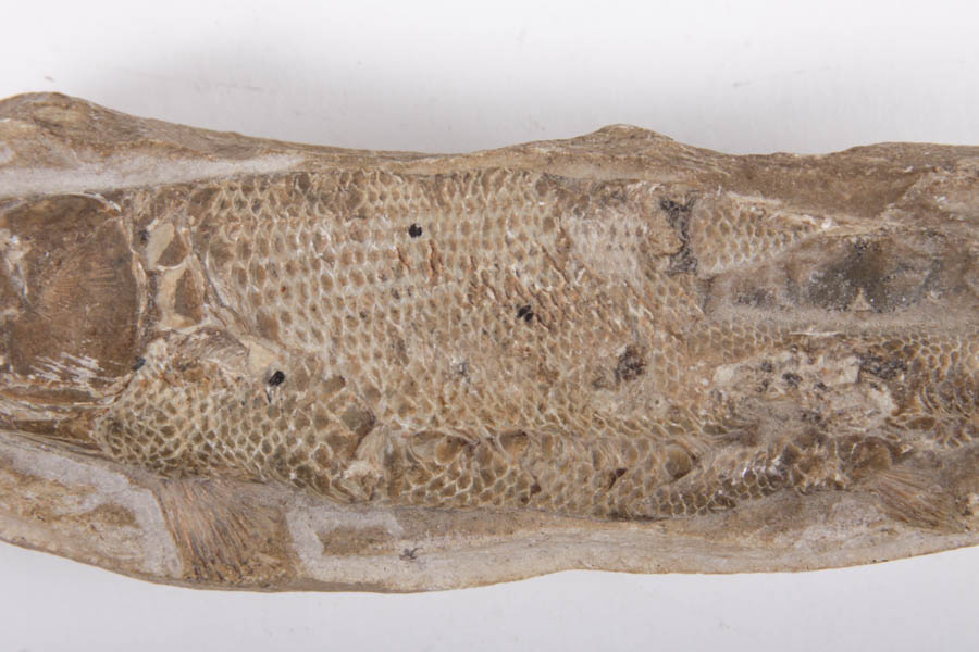 Fish Fossils