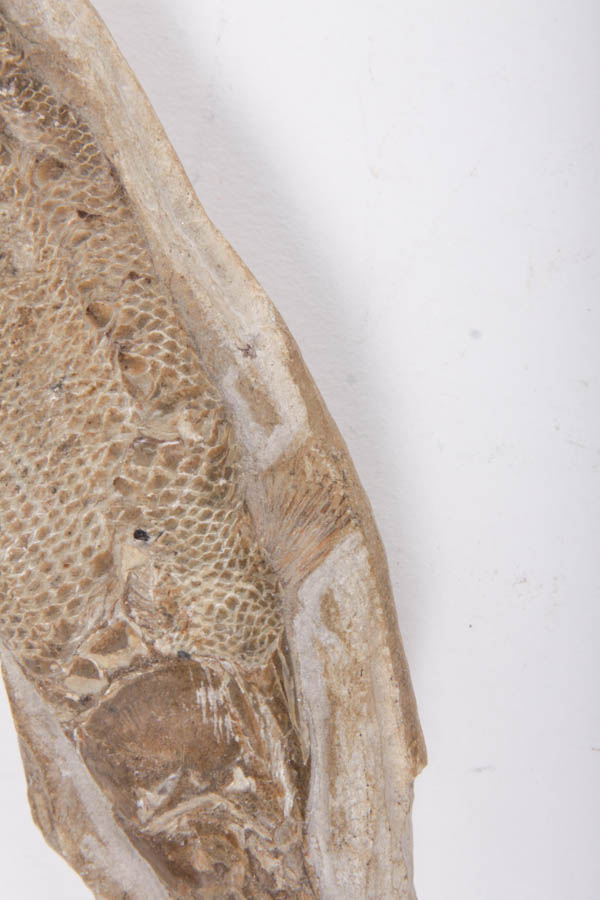 Fish Fossils