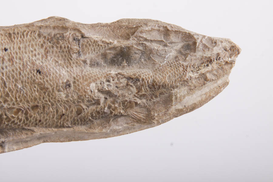 Fish Fossils