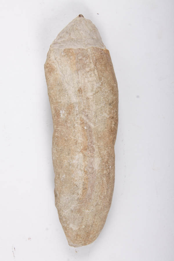 Fish Fossils