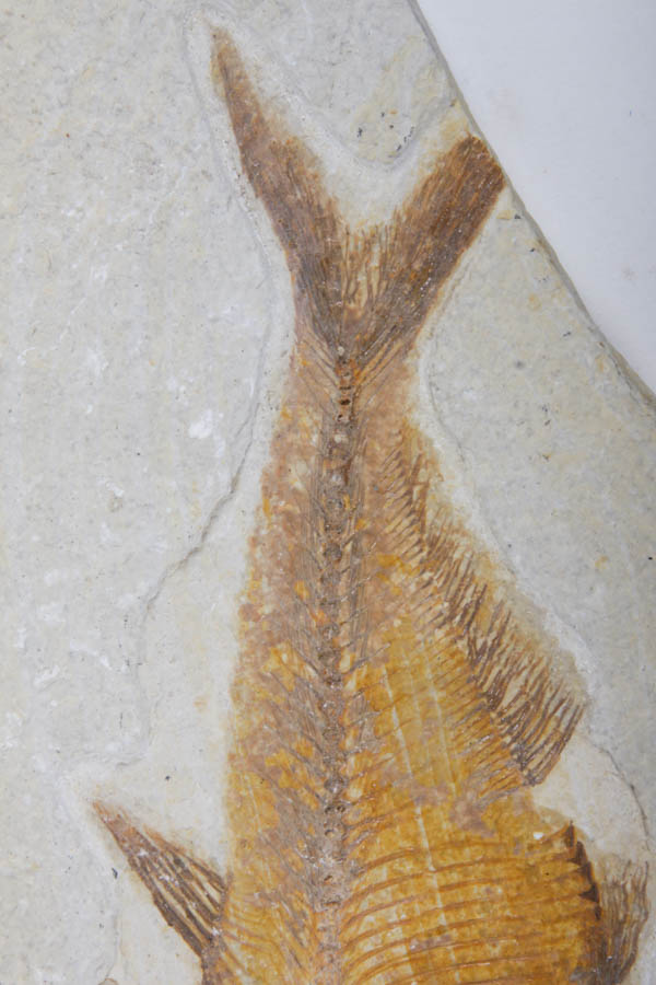 Fish Fossils