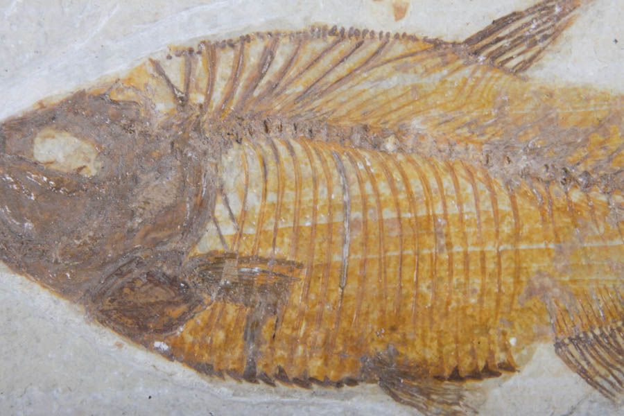 Fish Fossils