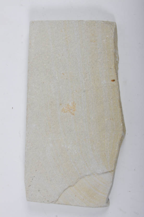 Fish Fossils