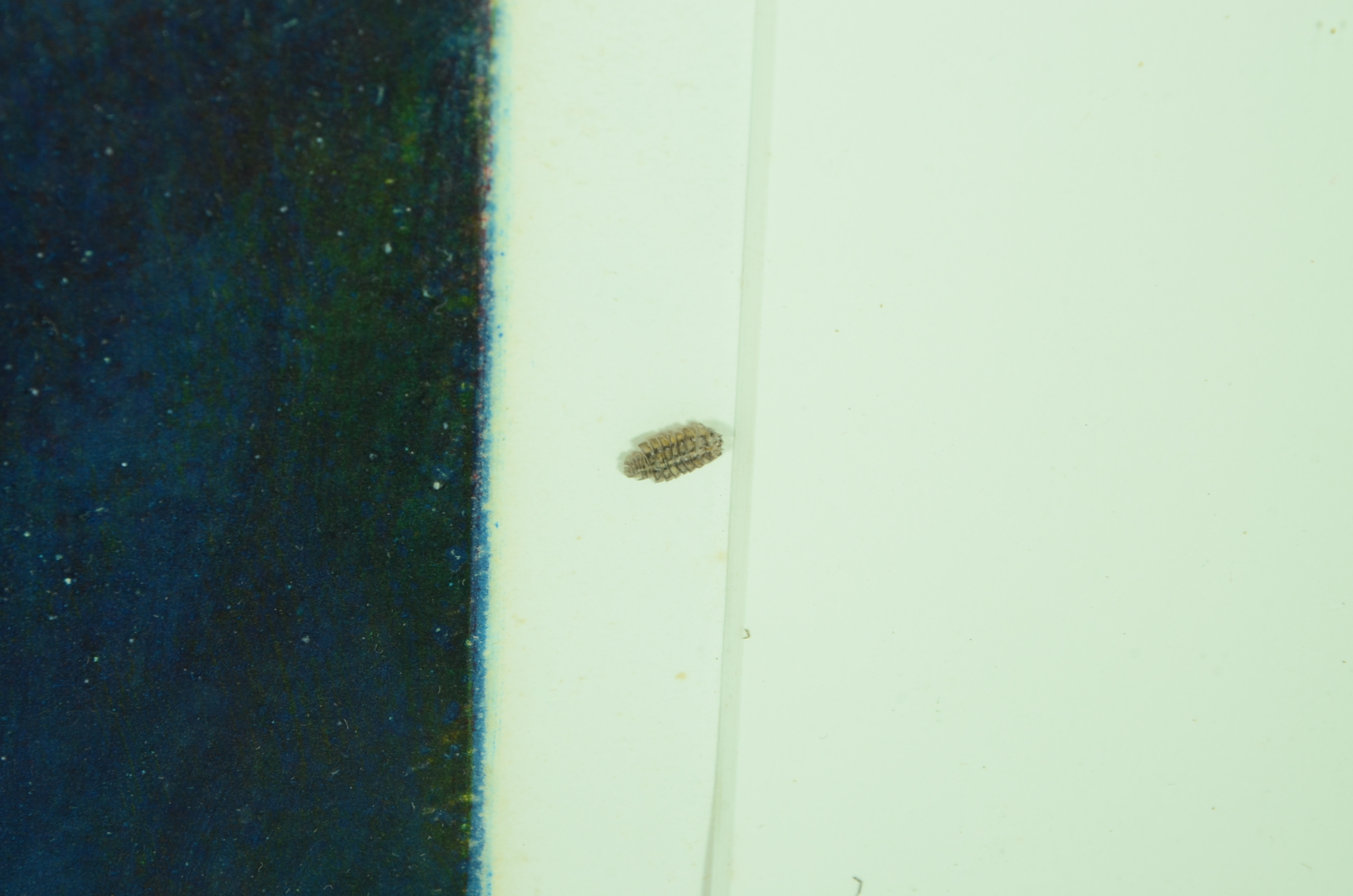 Original Three-Color Abstract Monotype