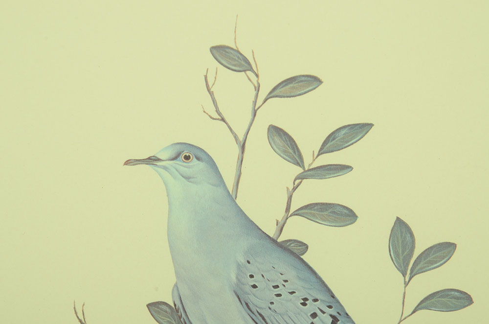 John Ruthven Signed Limited Edition Offset Lithograph "Blue Ground Dove"