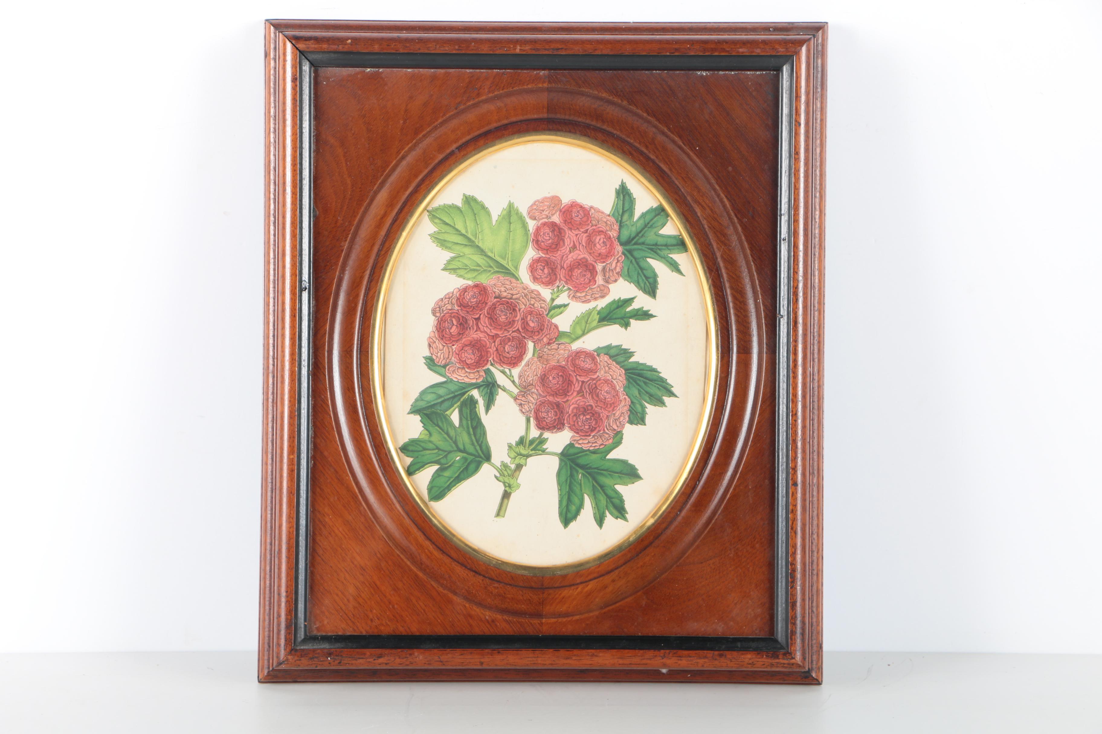 Three Botanical Prints of Pink Flowers